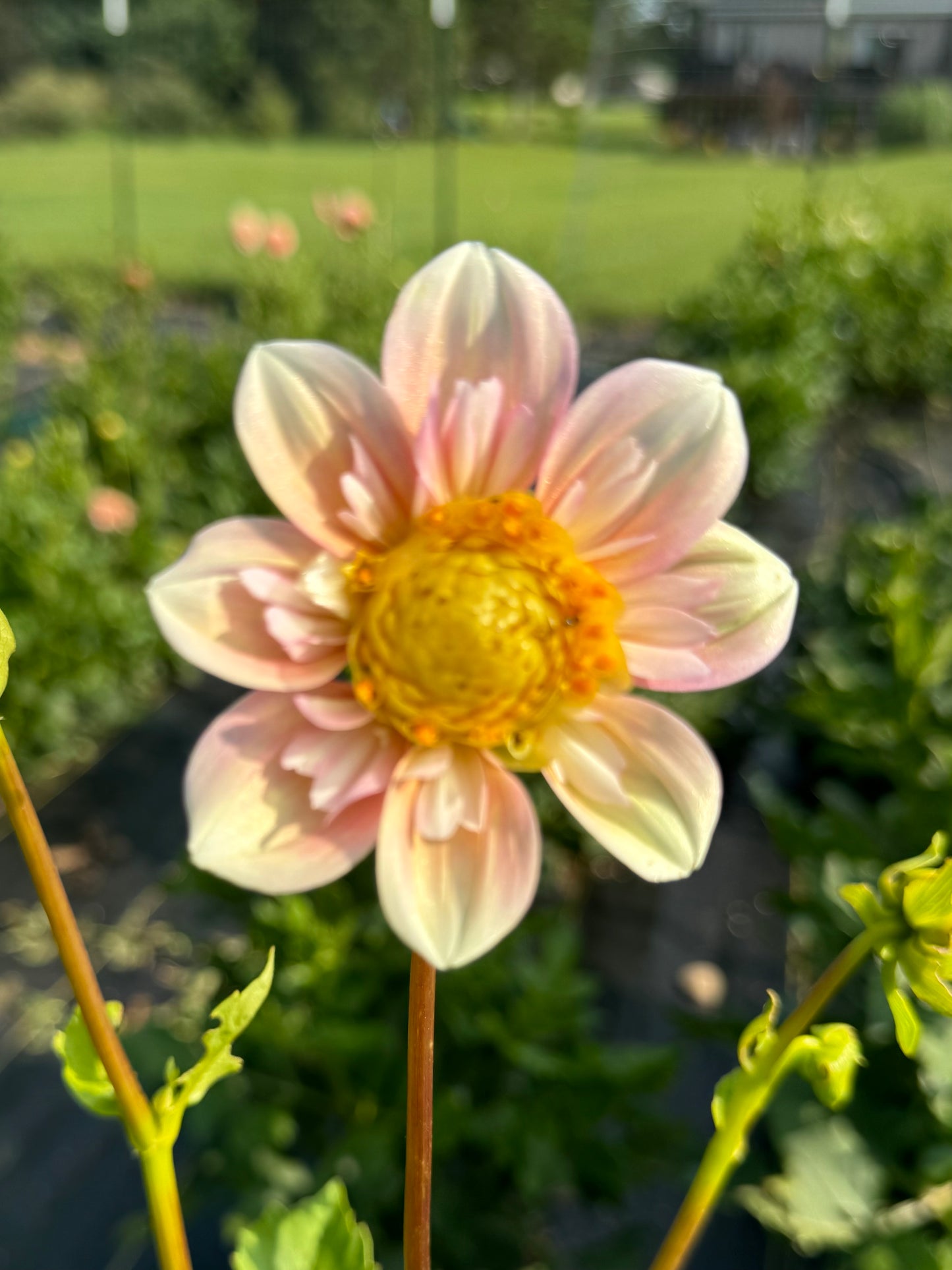 Appleblossom (2nd Quality)