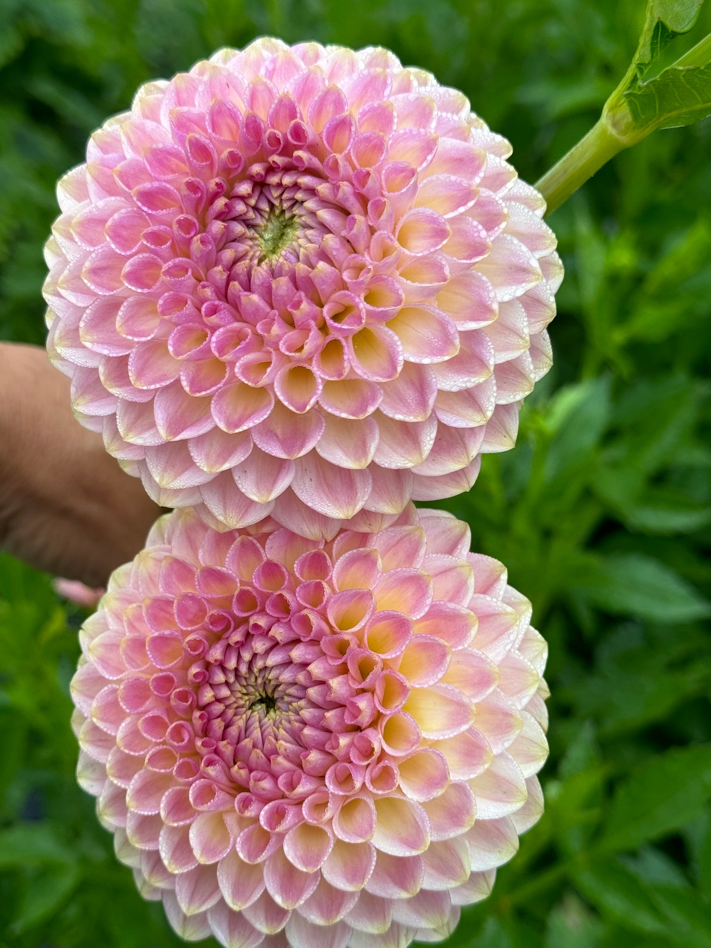 20th Ave Softer Peach (2nd Quality)