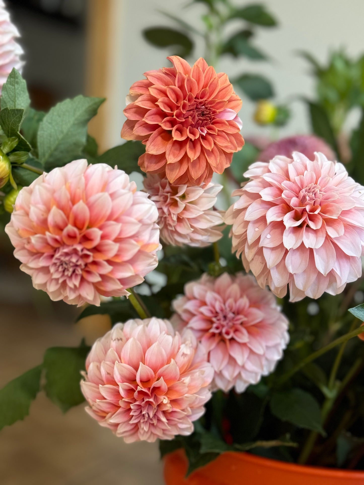Peaches N' Cream (Second Quality)