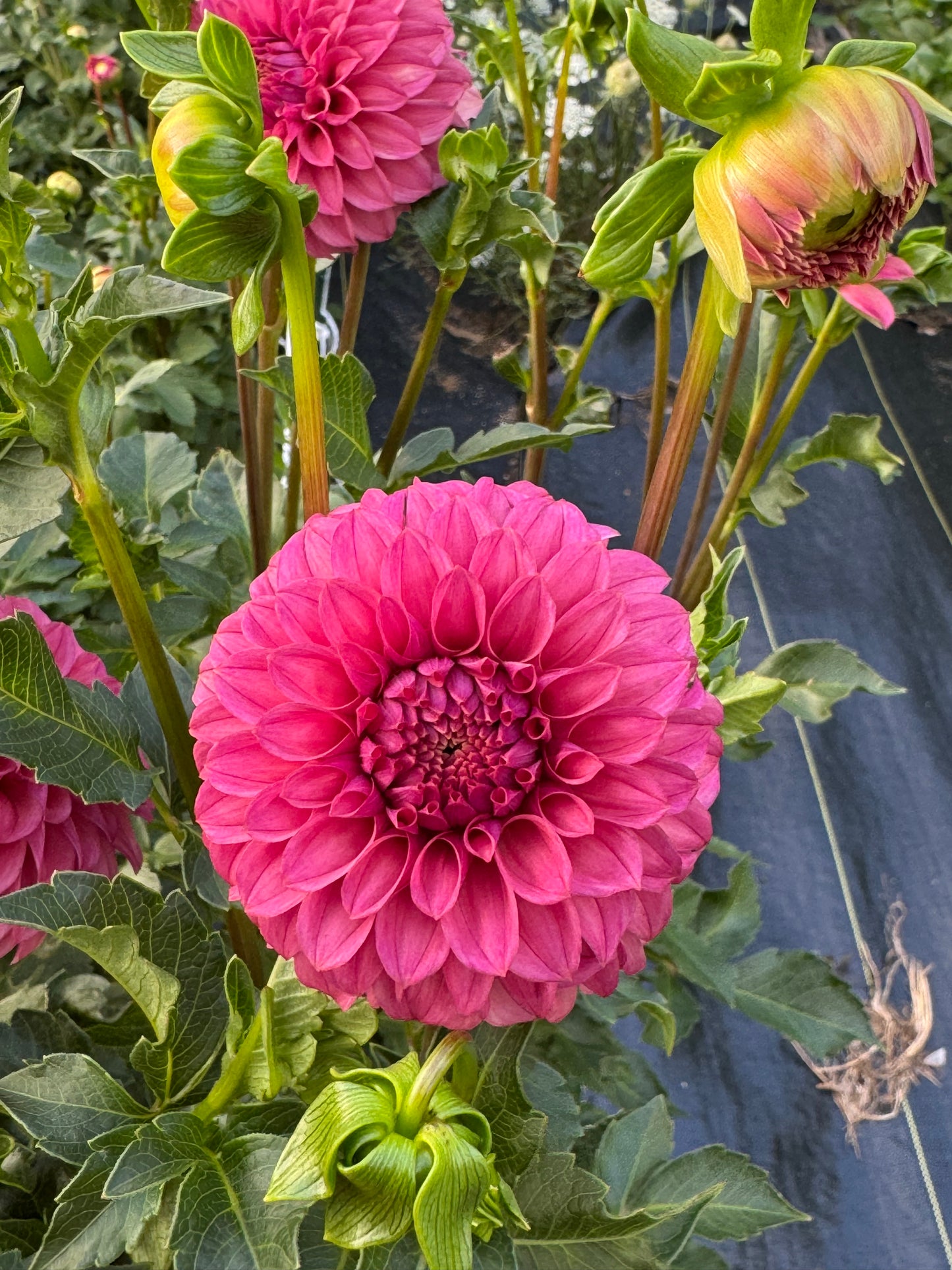 SC-KERE (Keltie Rose)