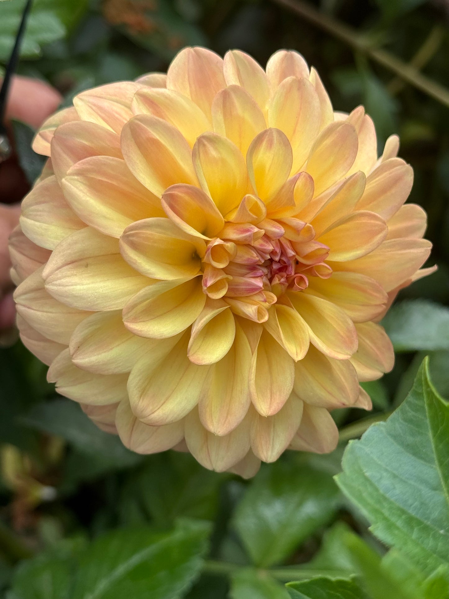 Ferncliff Copper