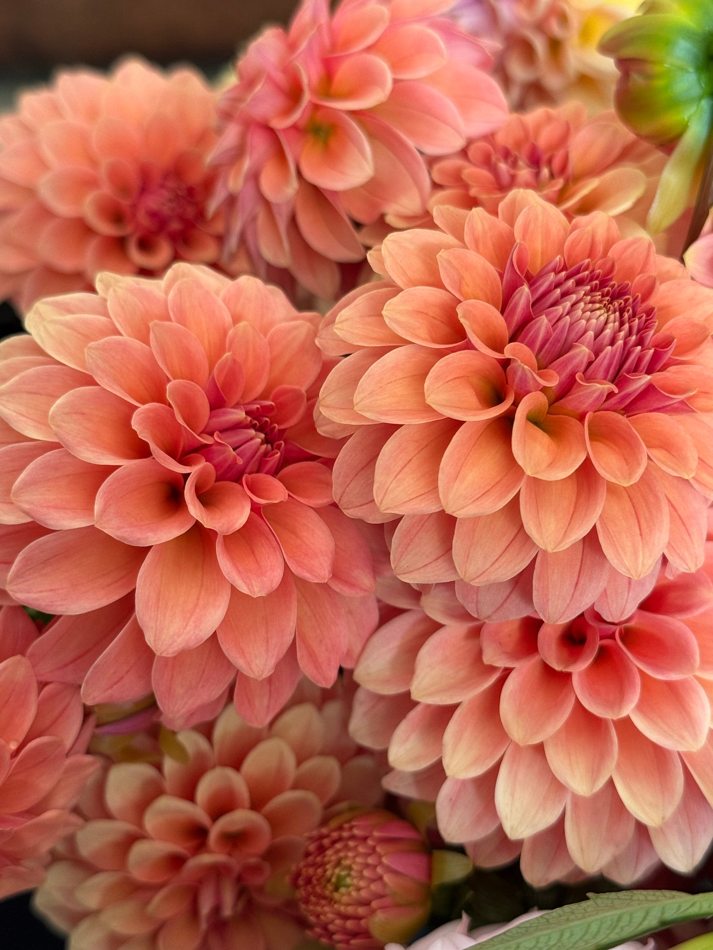 Rose Toscano (Second Quality)