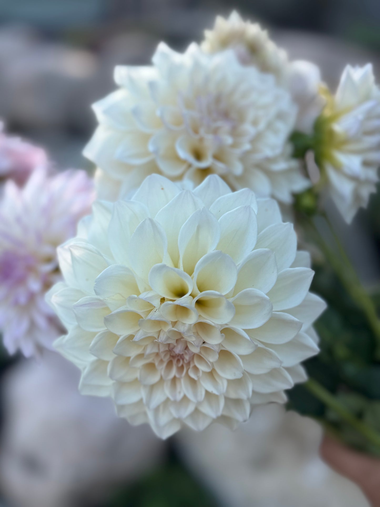 SC-PRL (Pearl)