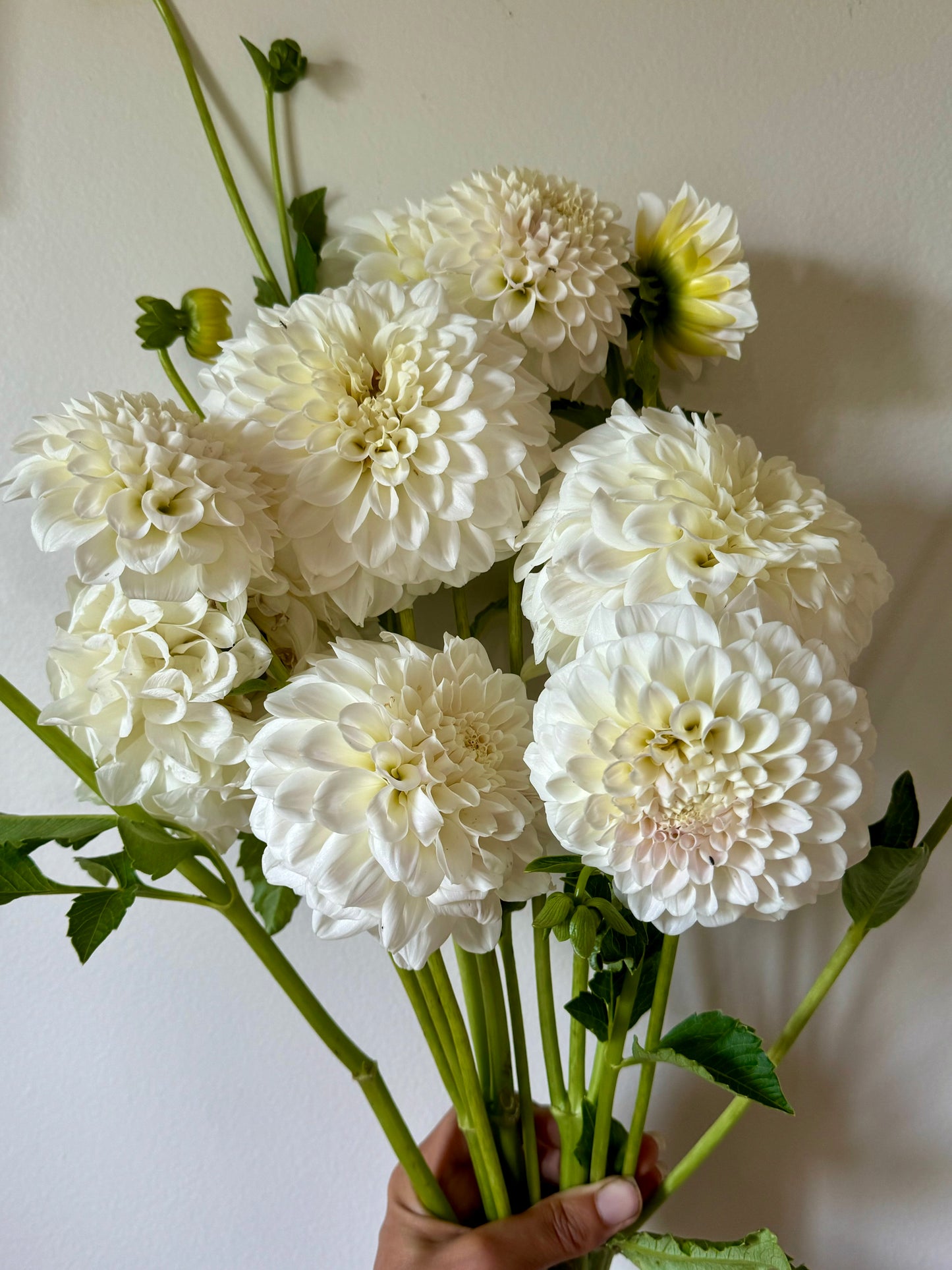 Irish Ruffles (Second Quality)