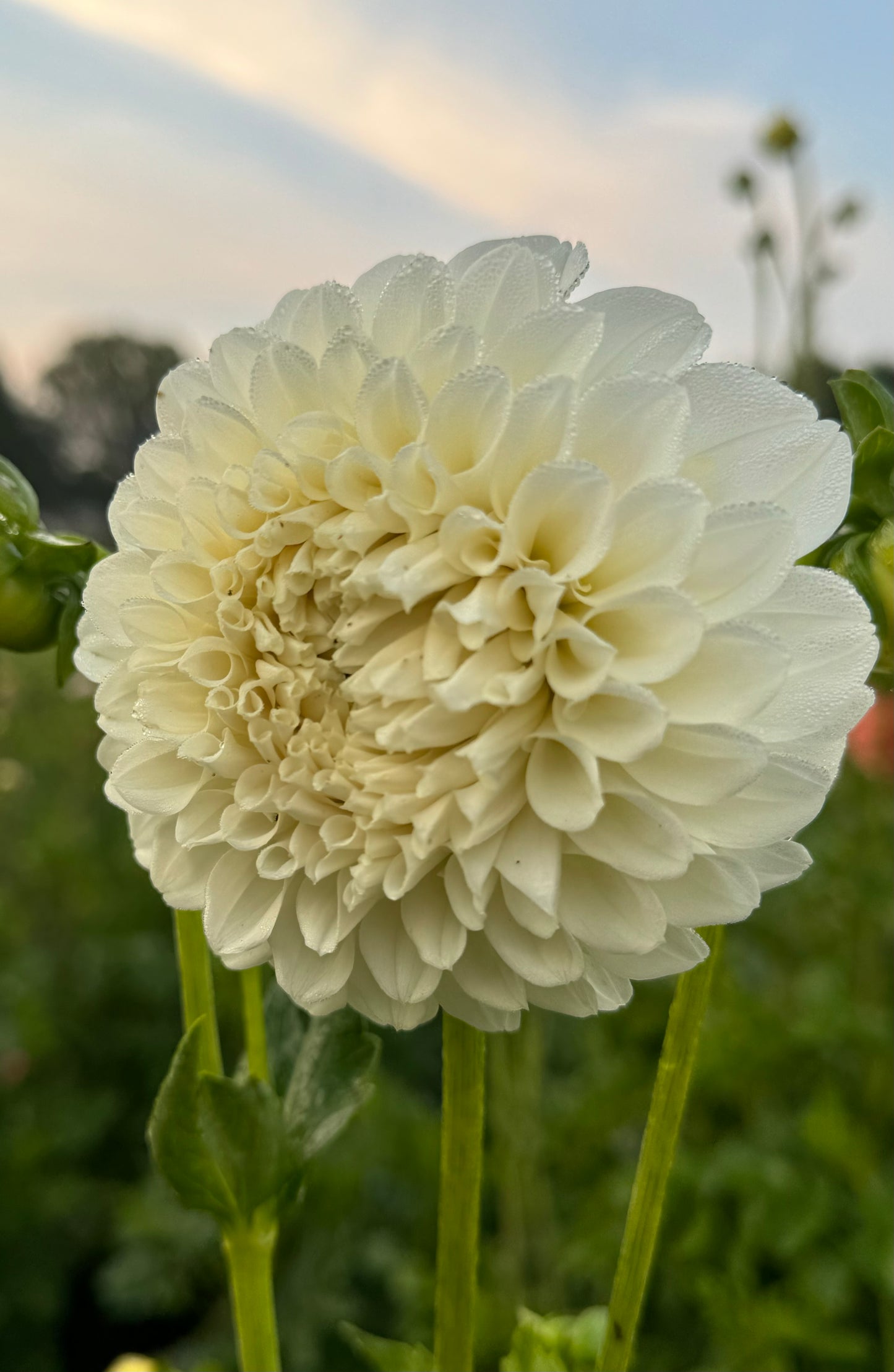 Irish Ruffles (Second Quality)
