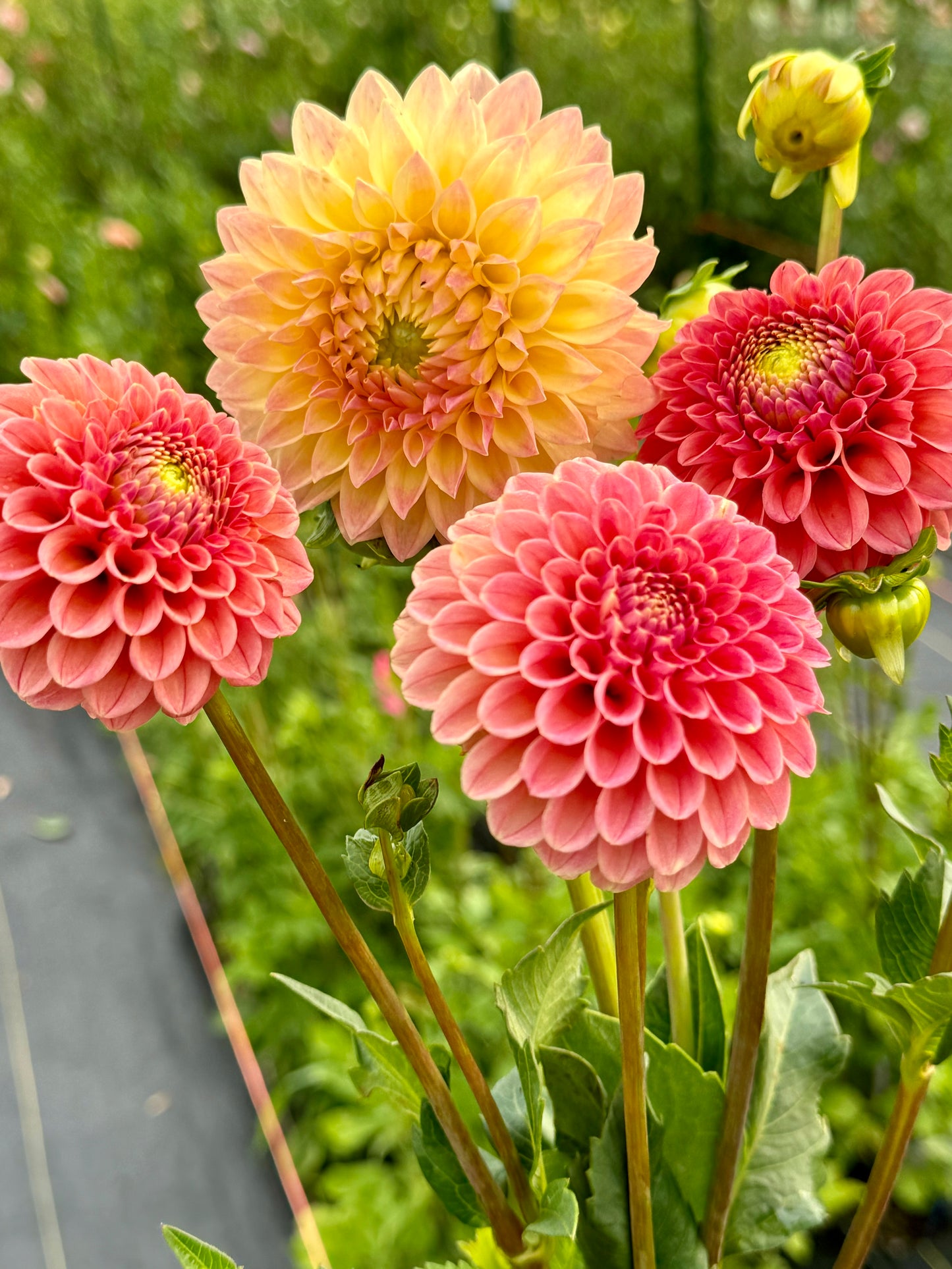 Rose Toscano (Second Quality)