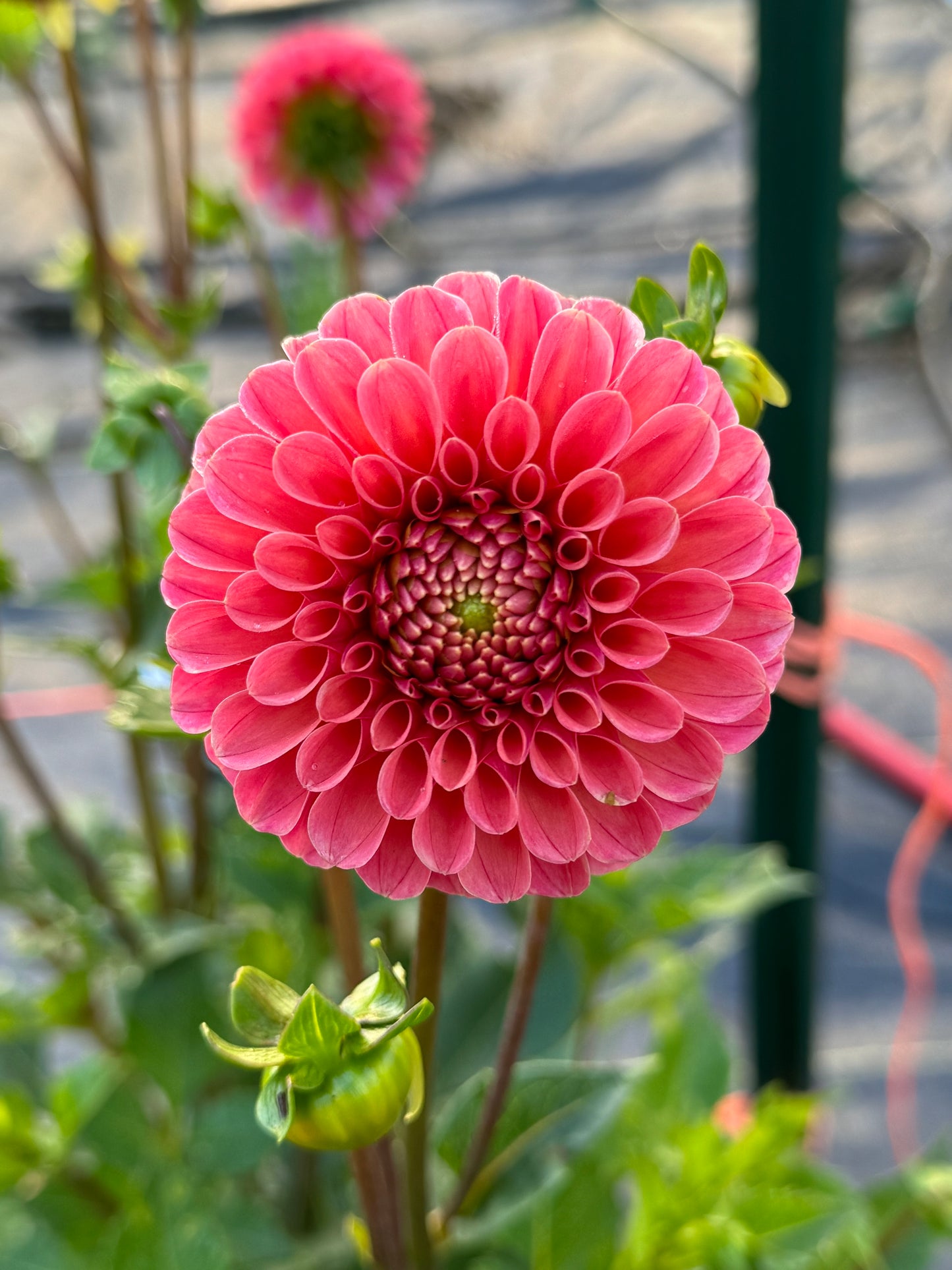 Rose Toscano (Second Quality)