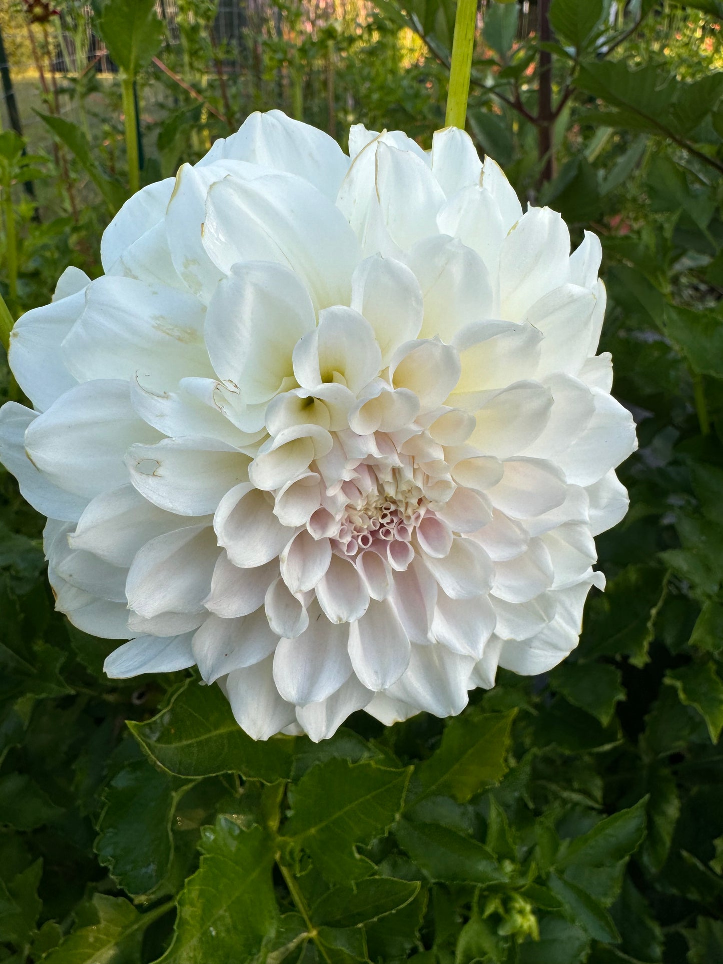 Irish Ruffles (Second Quality)