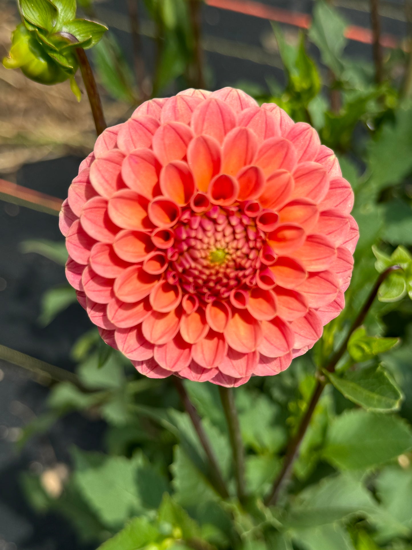 Rose Toscano (Second Quality)