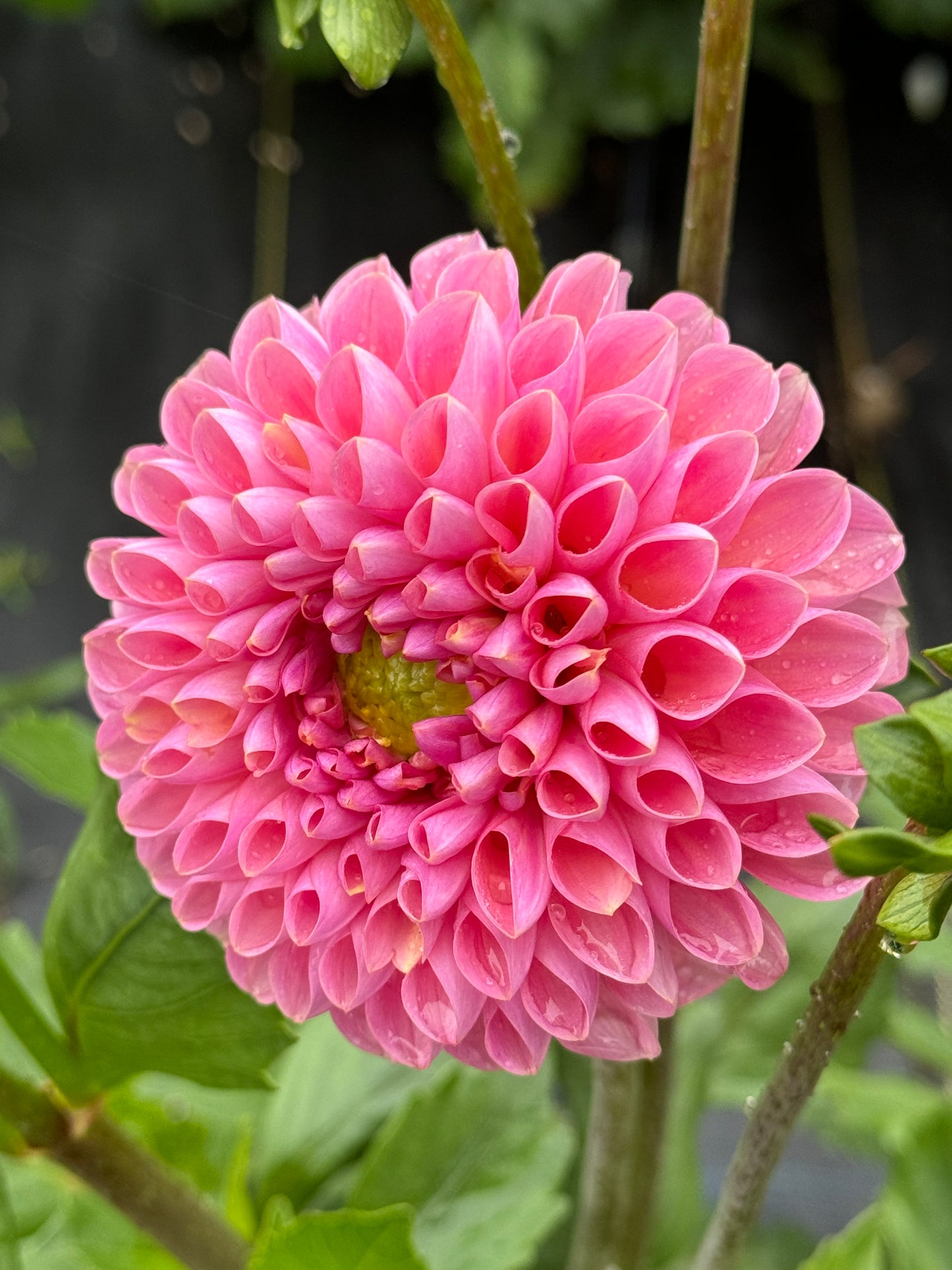 Hamari Rose (2nd Quality)