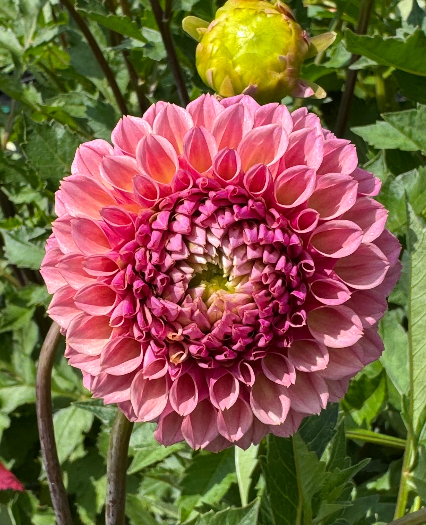 Bracken Rose (Ruse)