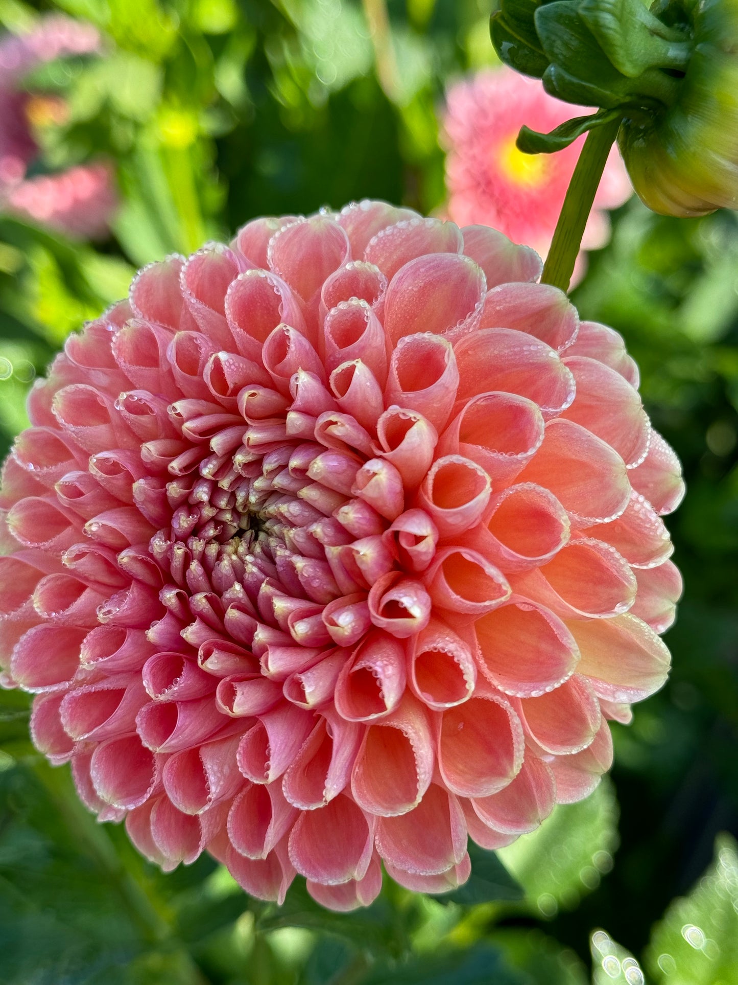 Valley Tawny (2nd Quality)