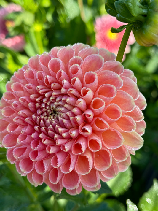 Valley Tawny (2nd Quality)