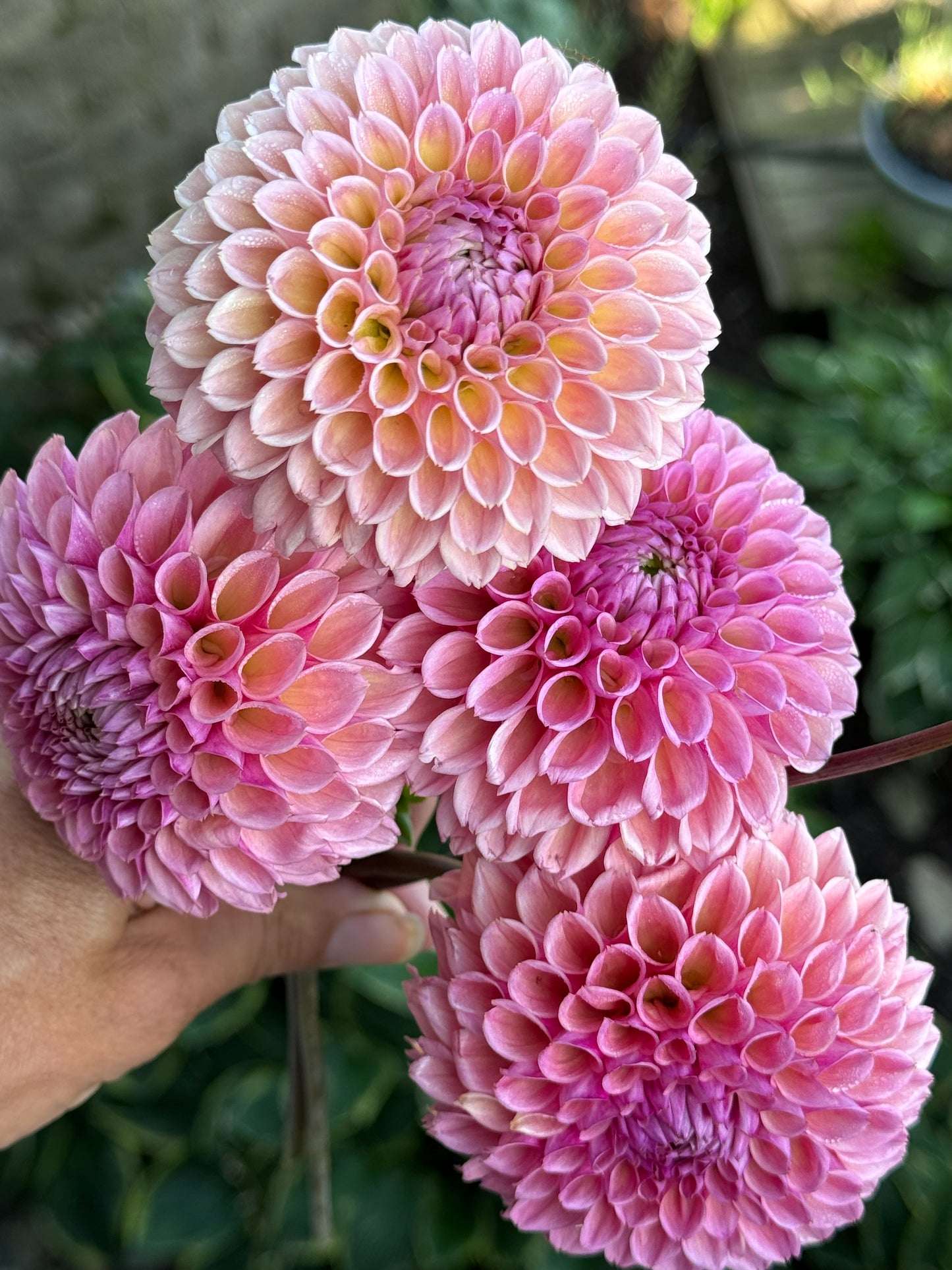 Bracken Rose (Ruse)