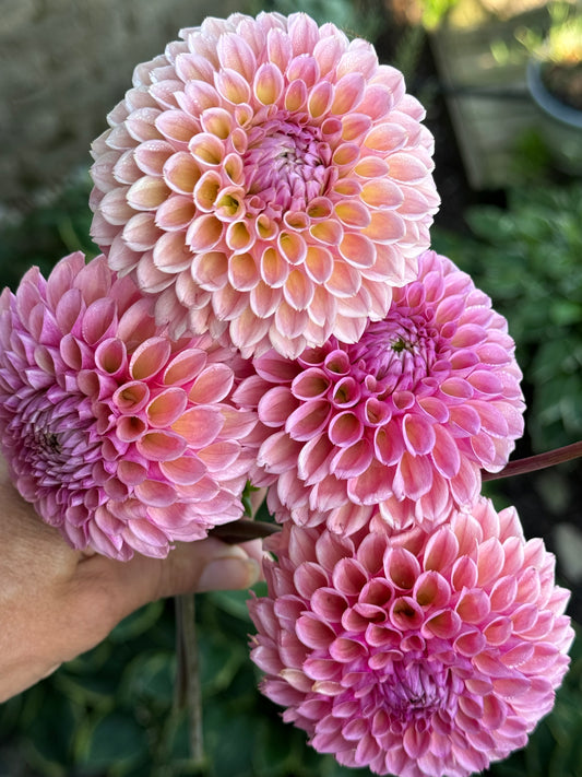 Bracken Rose (Ruse)
