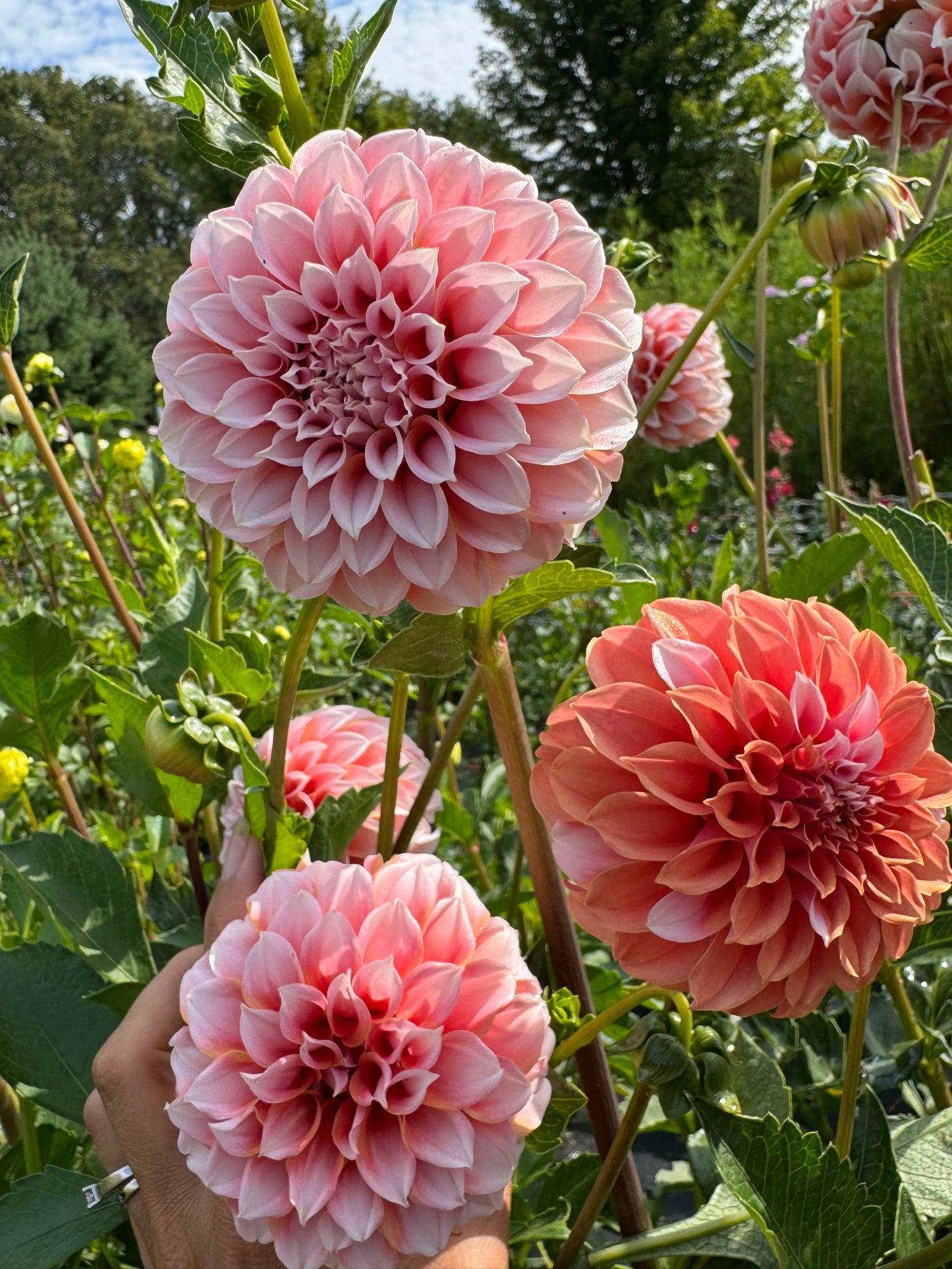 Peaches N' Cream (Second Quality)