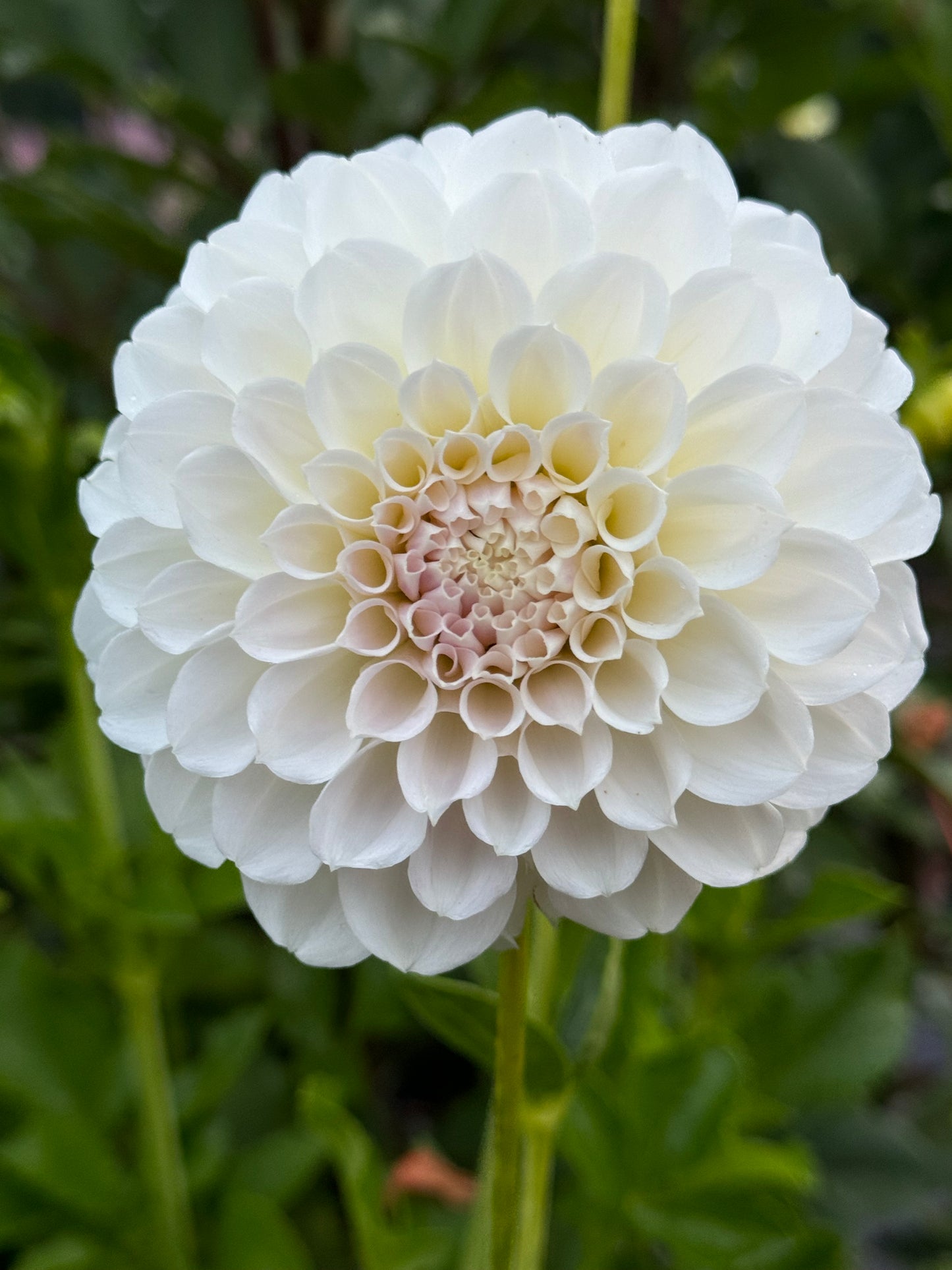 Irish Ruffles (Second Quality)