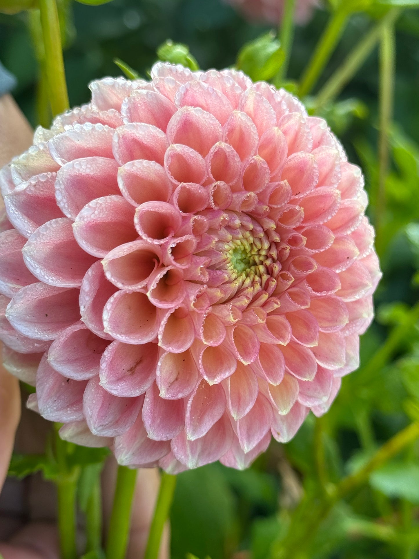 20th Ave Softer Peach (2nd Quality)