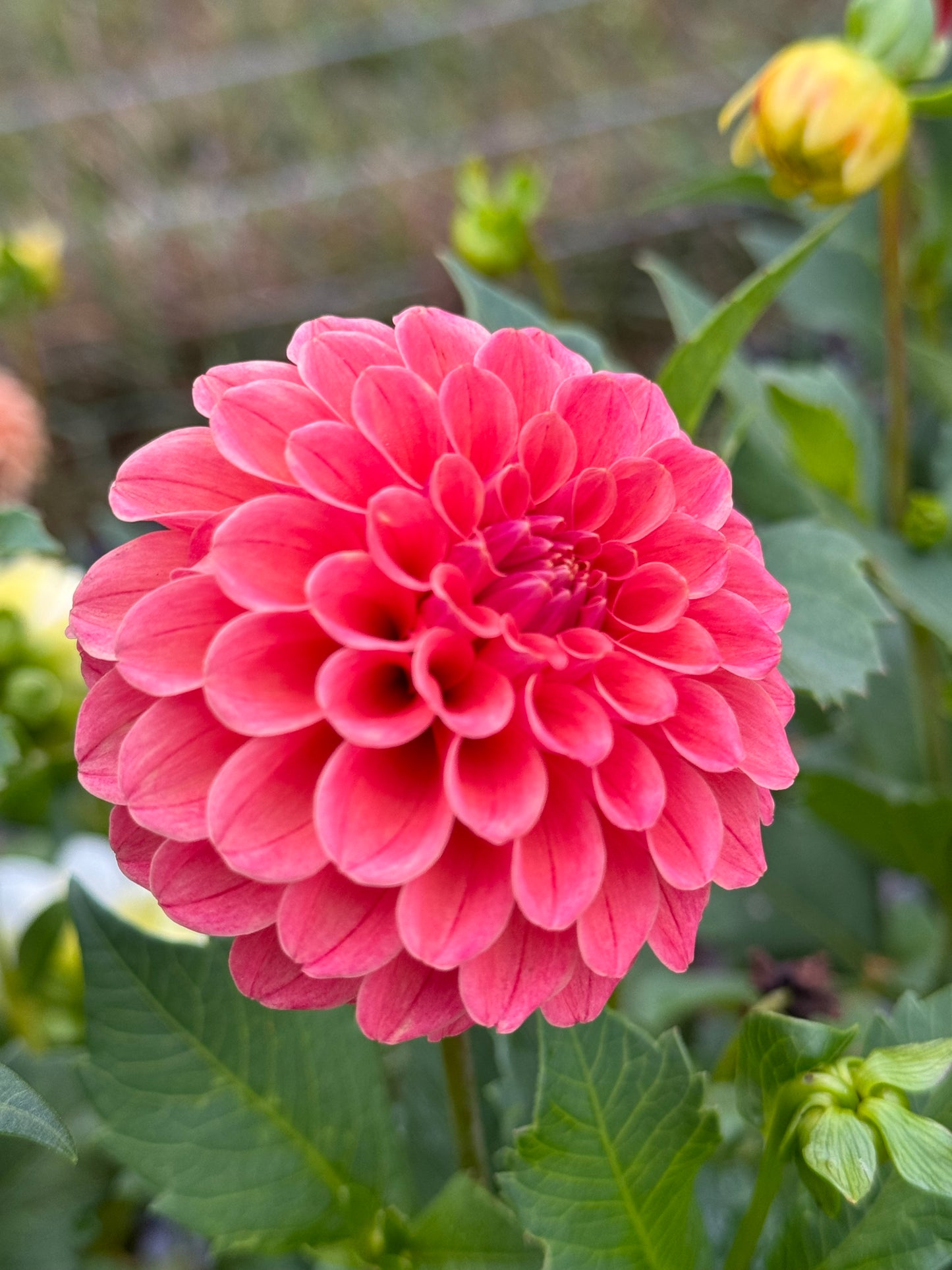 Rose Toscano (Second Quality)