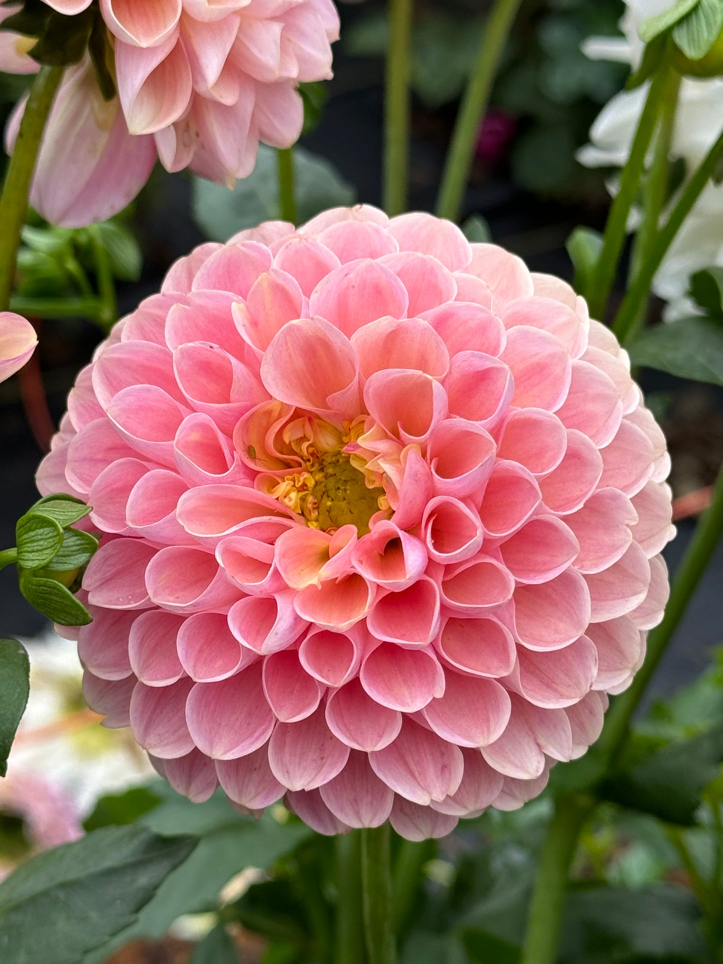 Hamari Rose (2nd Quality)