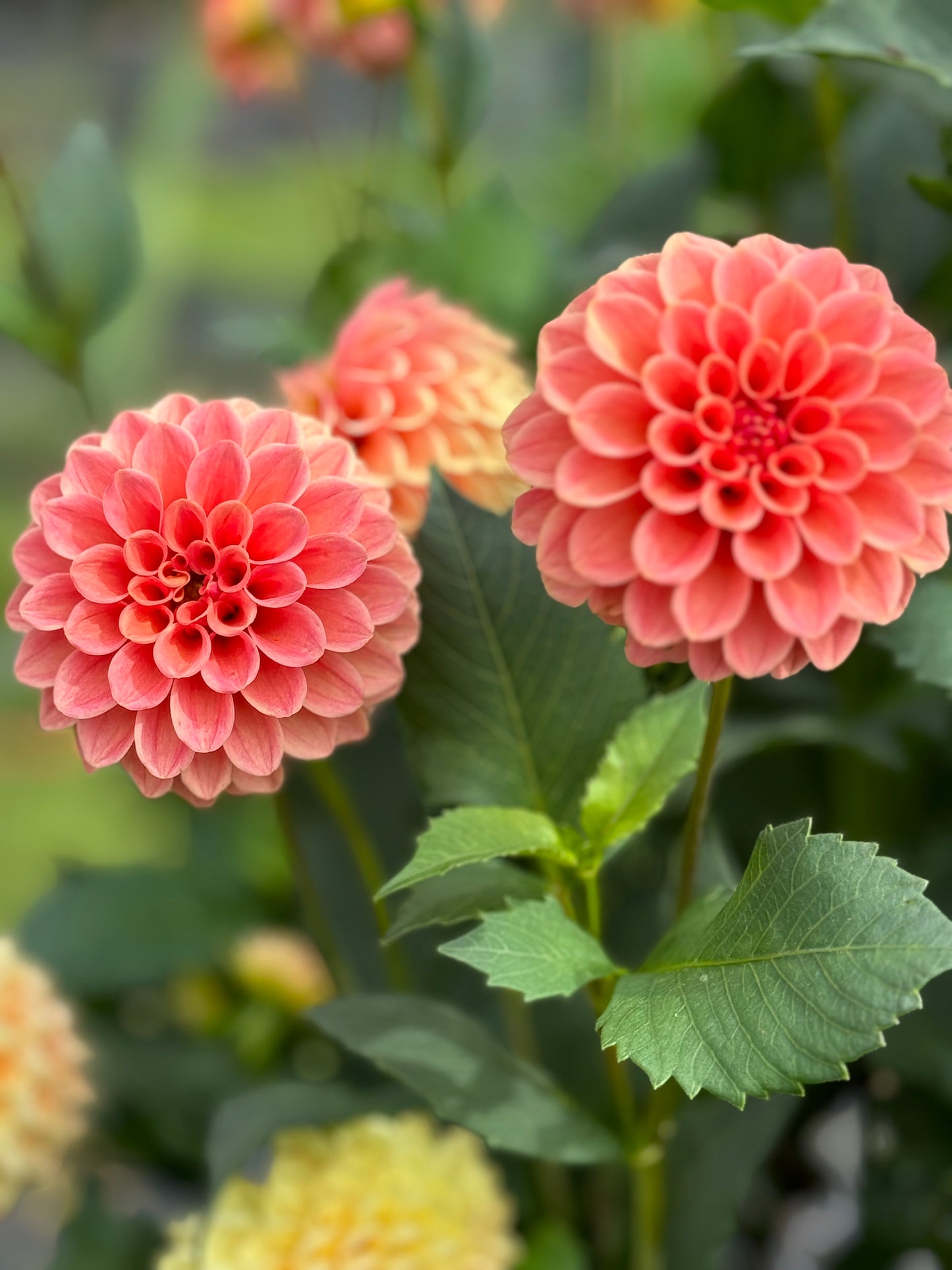 Rose Toscano (Second Quality)