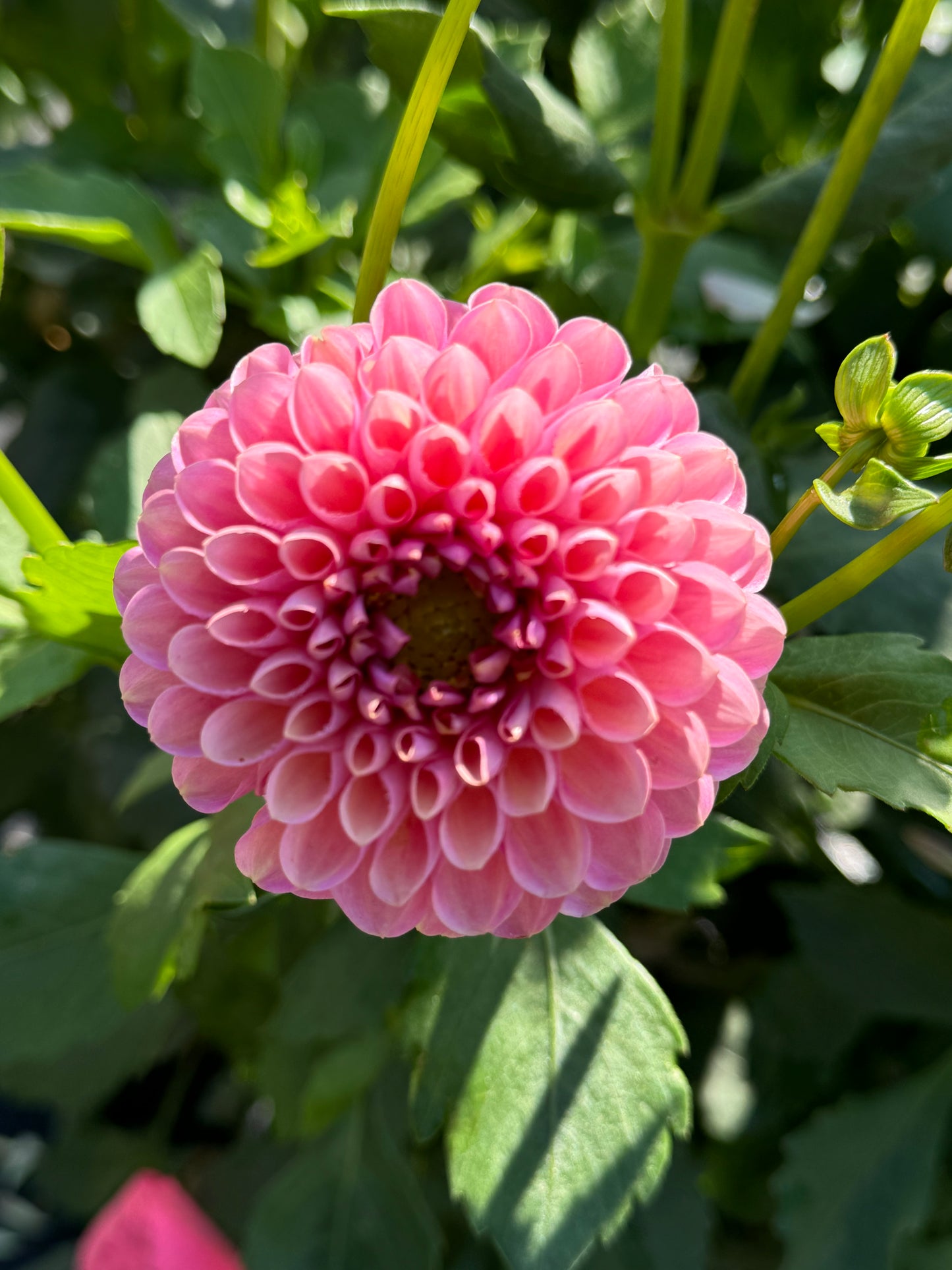 Hamari Rose (2nd Quality)