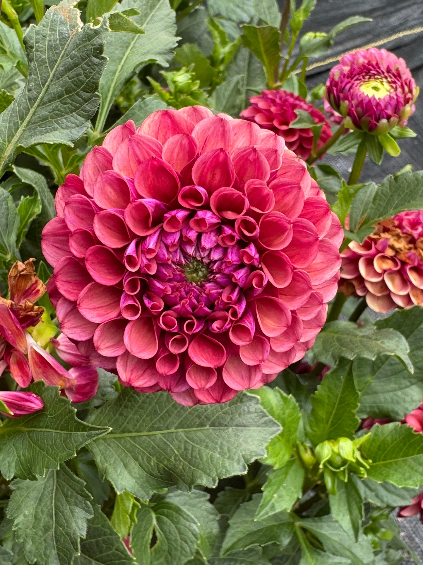 Mission Gypsy