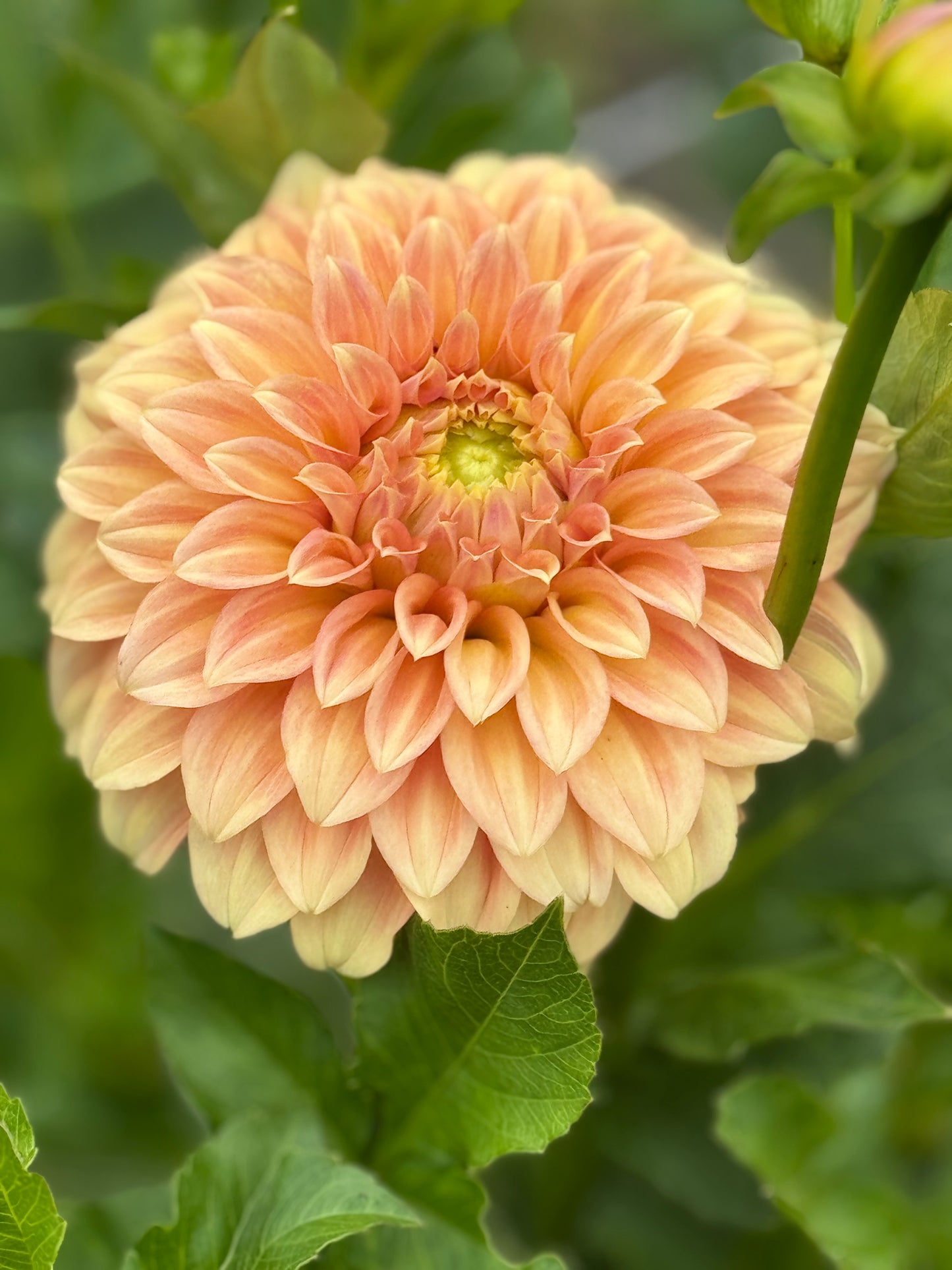 Bracken Palomino