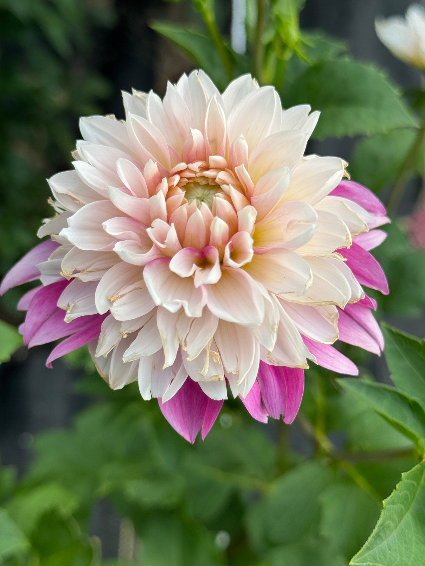 Budapest Blush