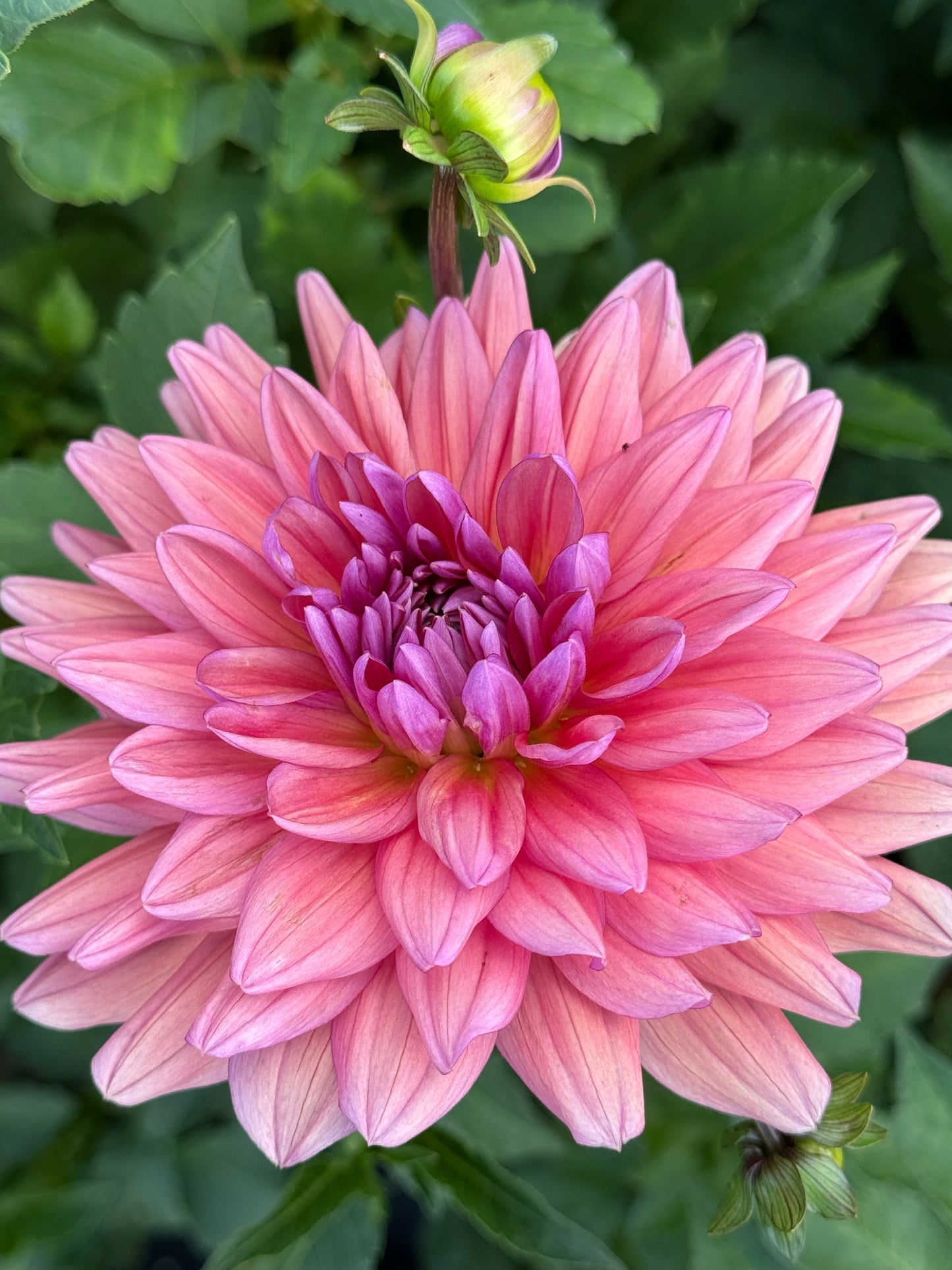 Dutch Pearl