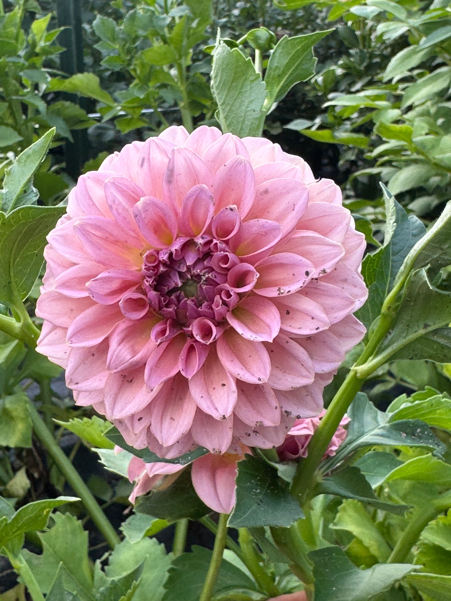 Lee's Mauva Guava