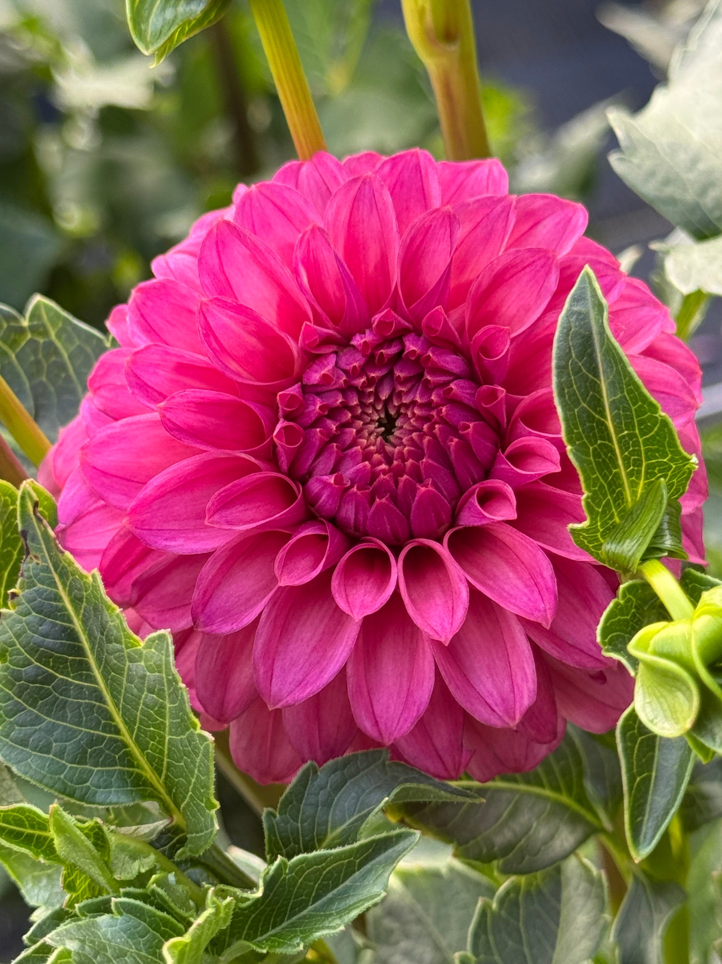 SC-KERE (Keltie Rose)