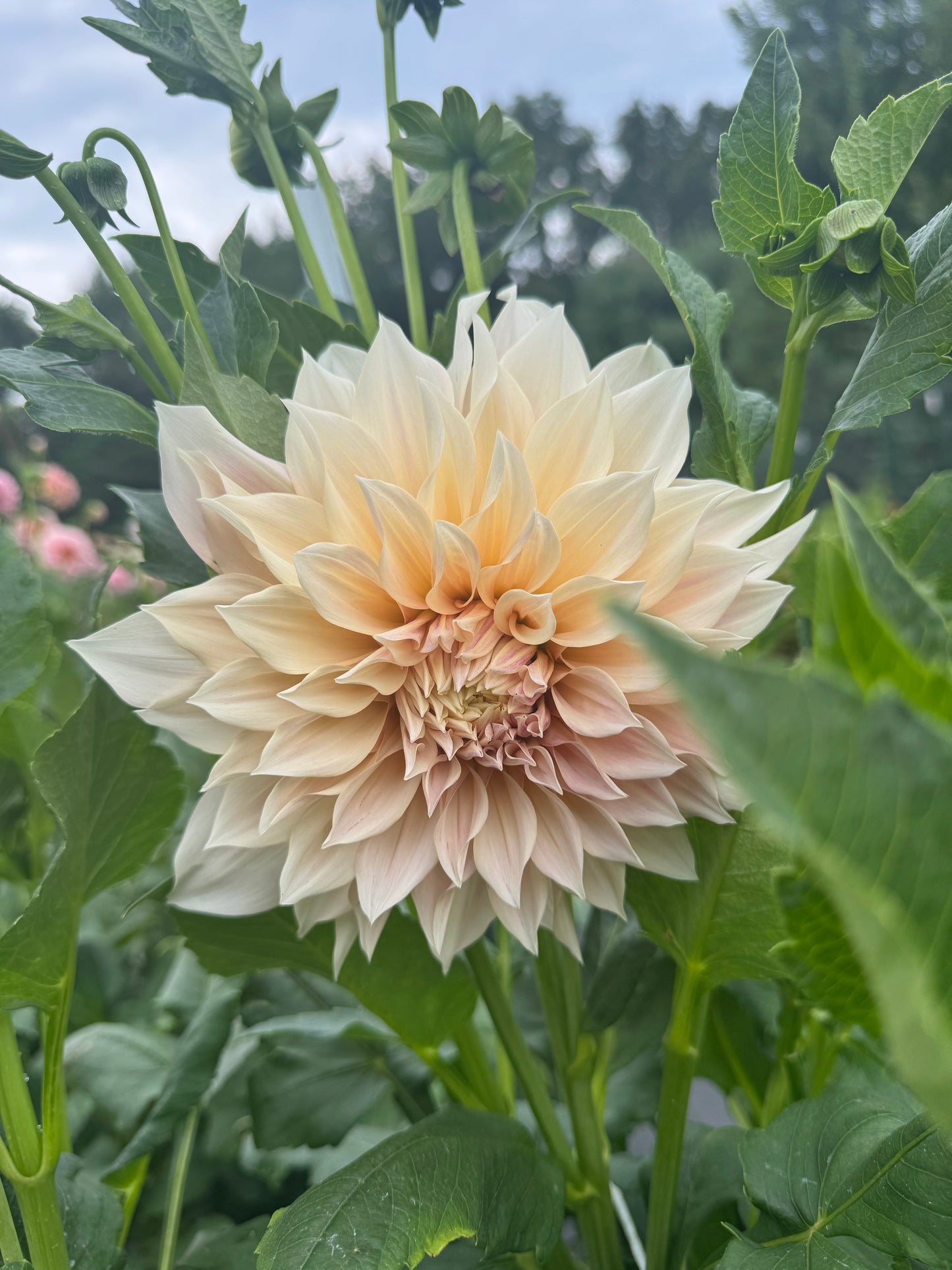 Cafe Au Lait