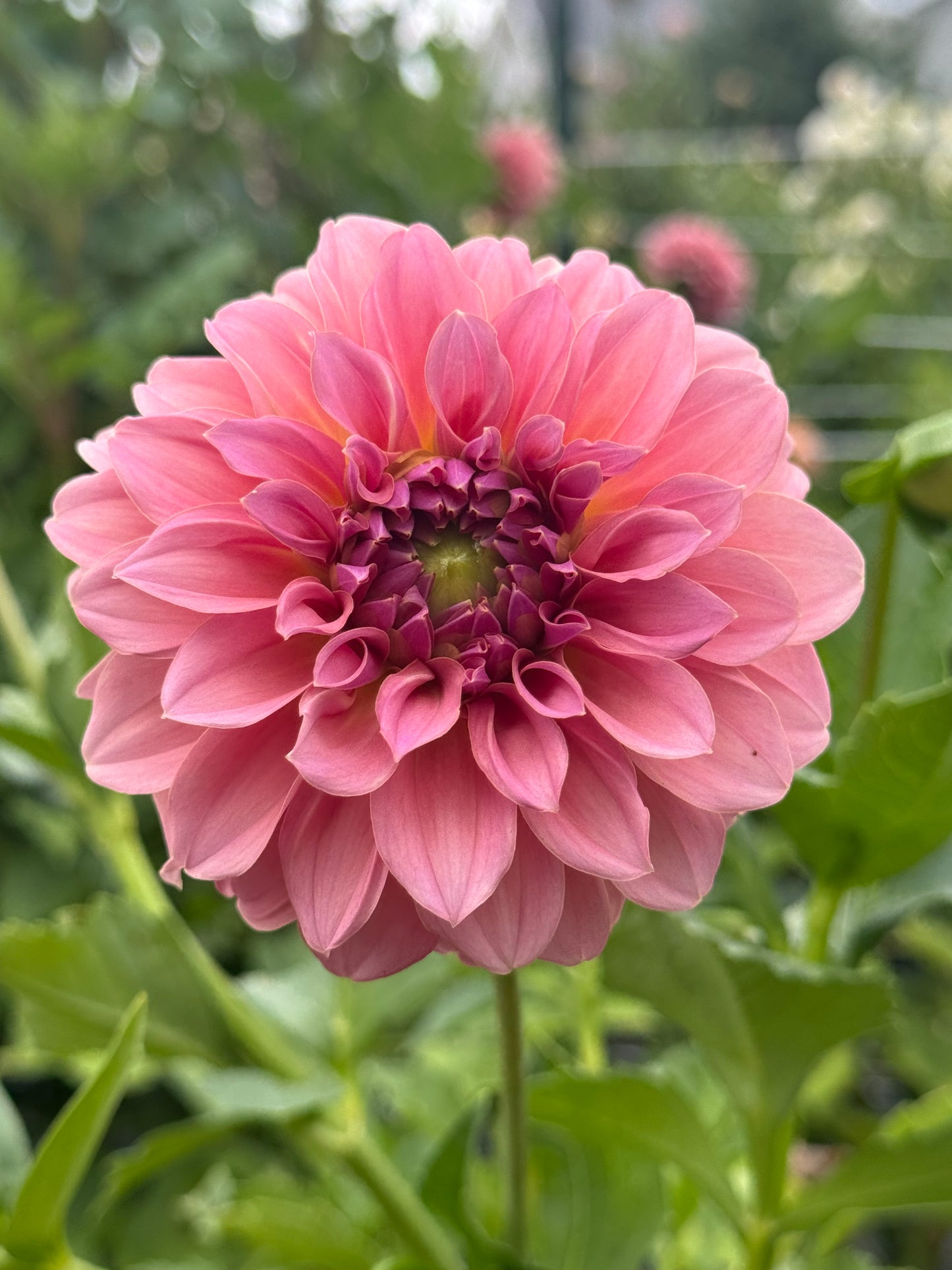 Lee's Mauva Guava