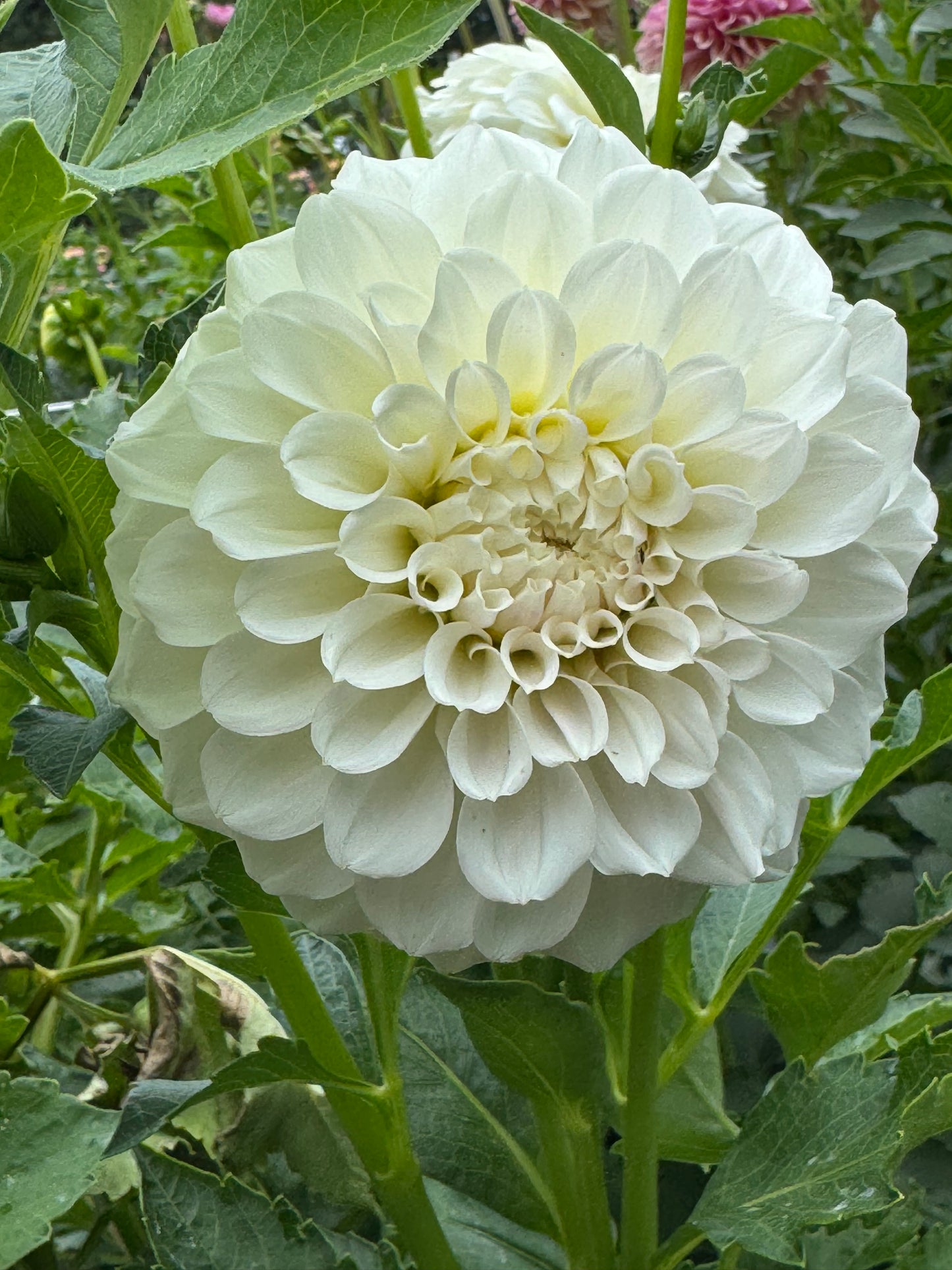 Irish Ruffles (Second Quality)