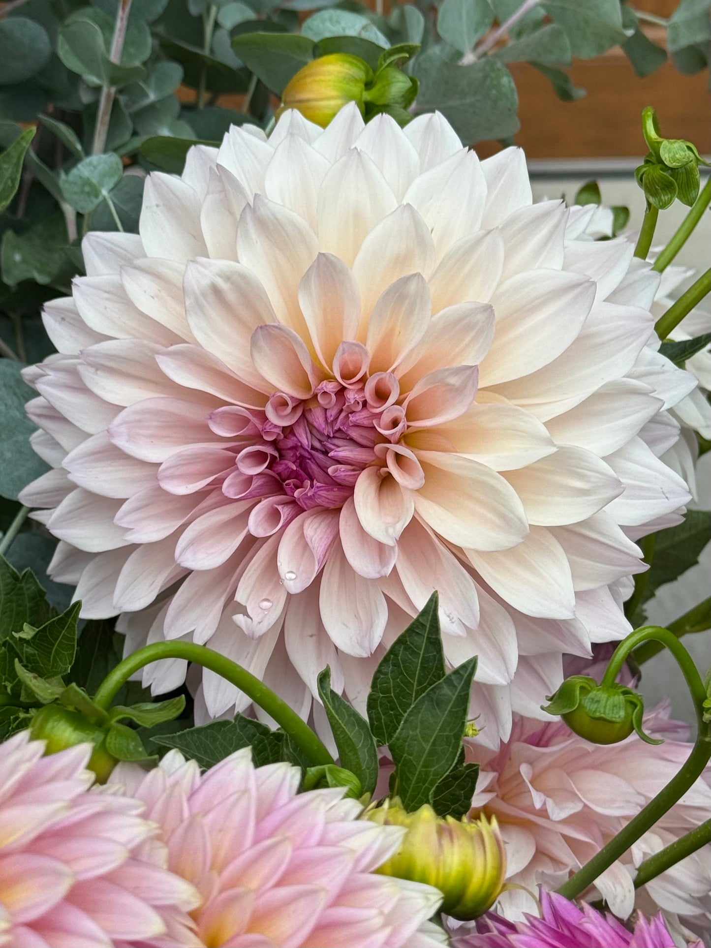 SC-PRL (Pearl)