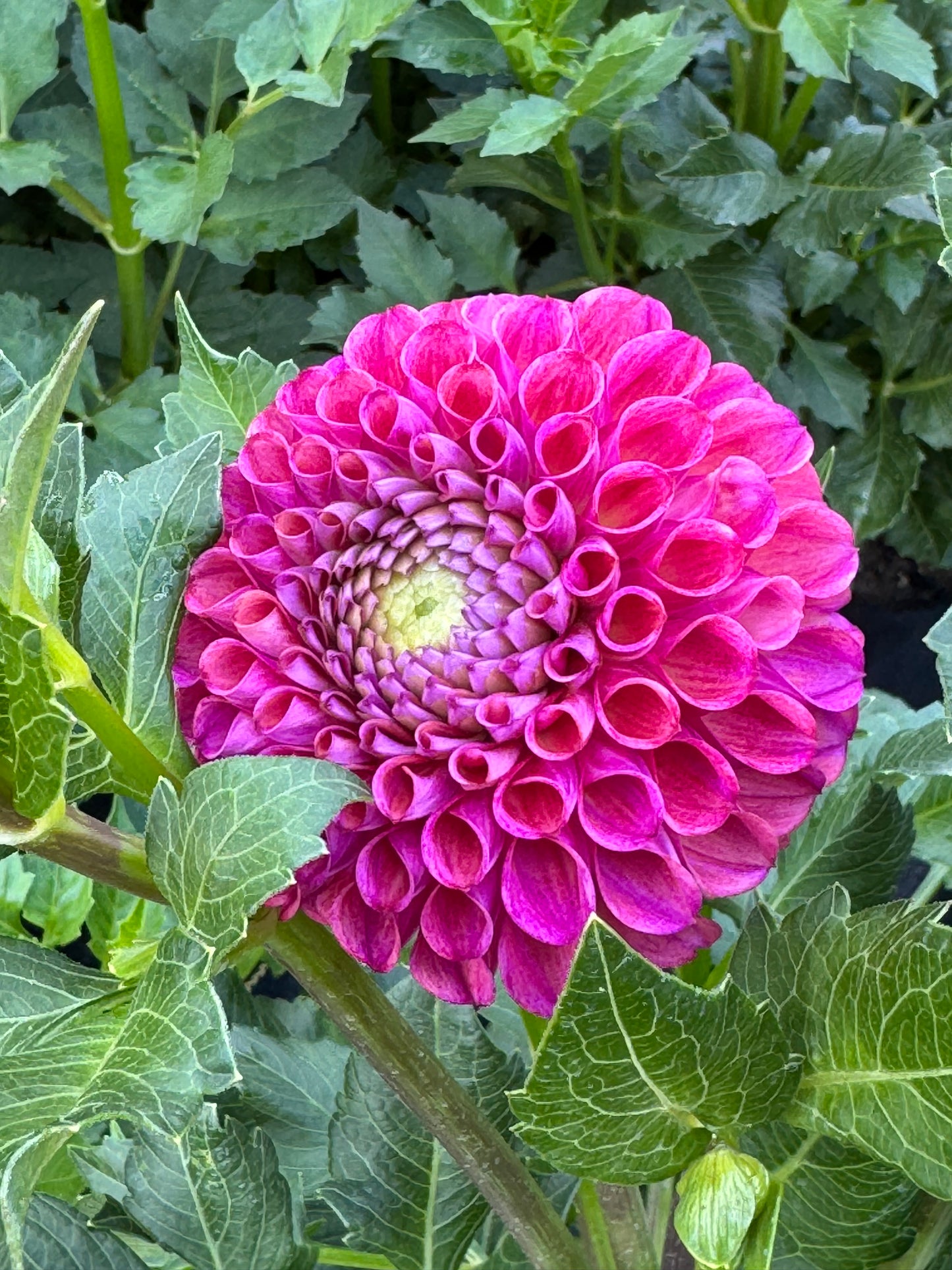 Hapet Coppery