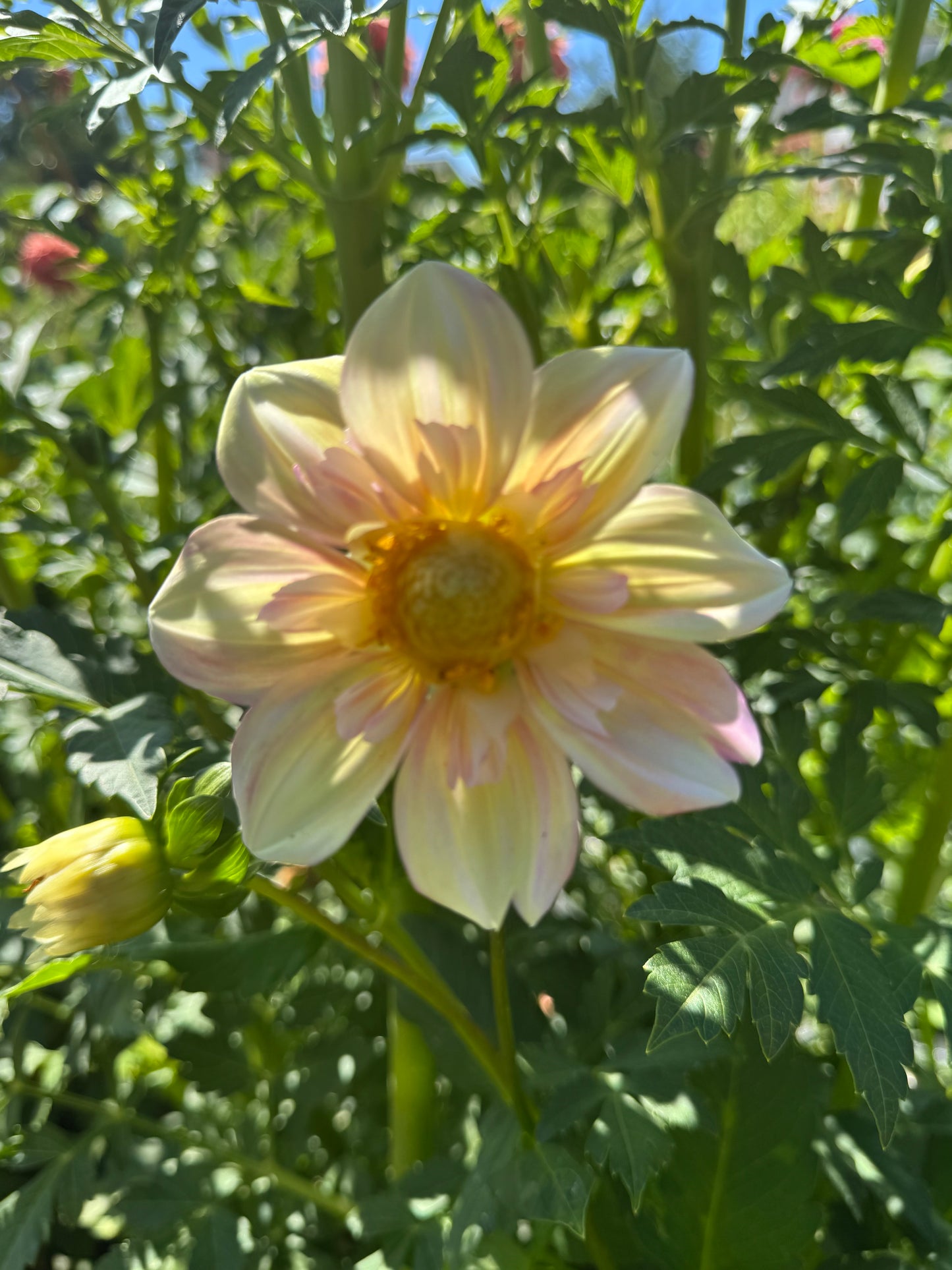 Appleblossom (2nd Quality)