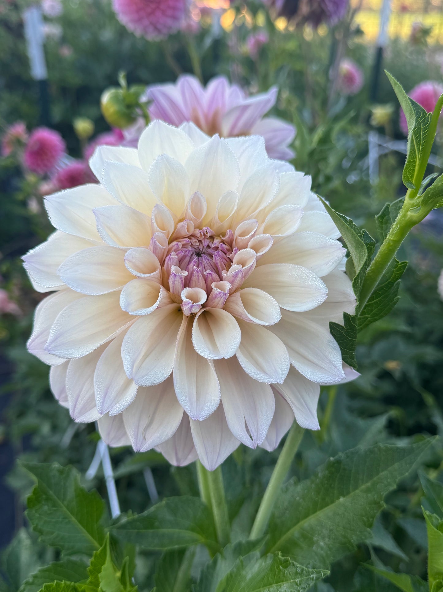 SC-PRL (Pearl)