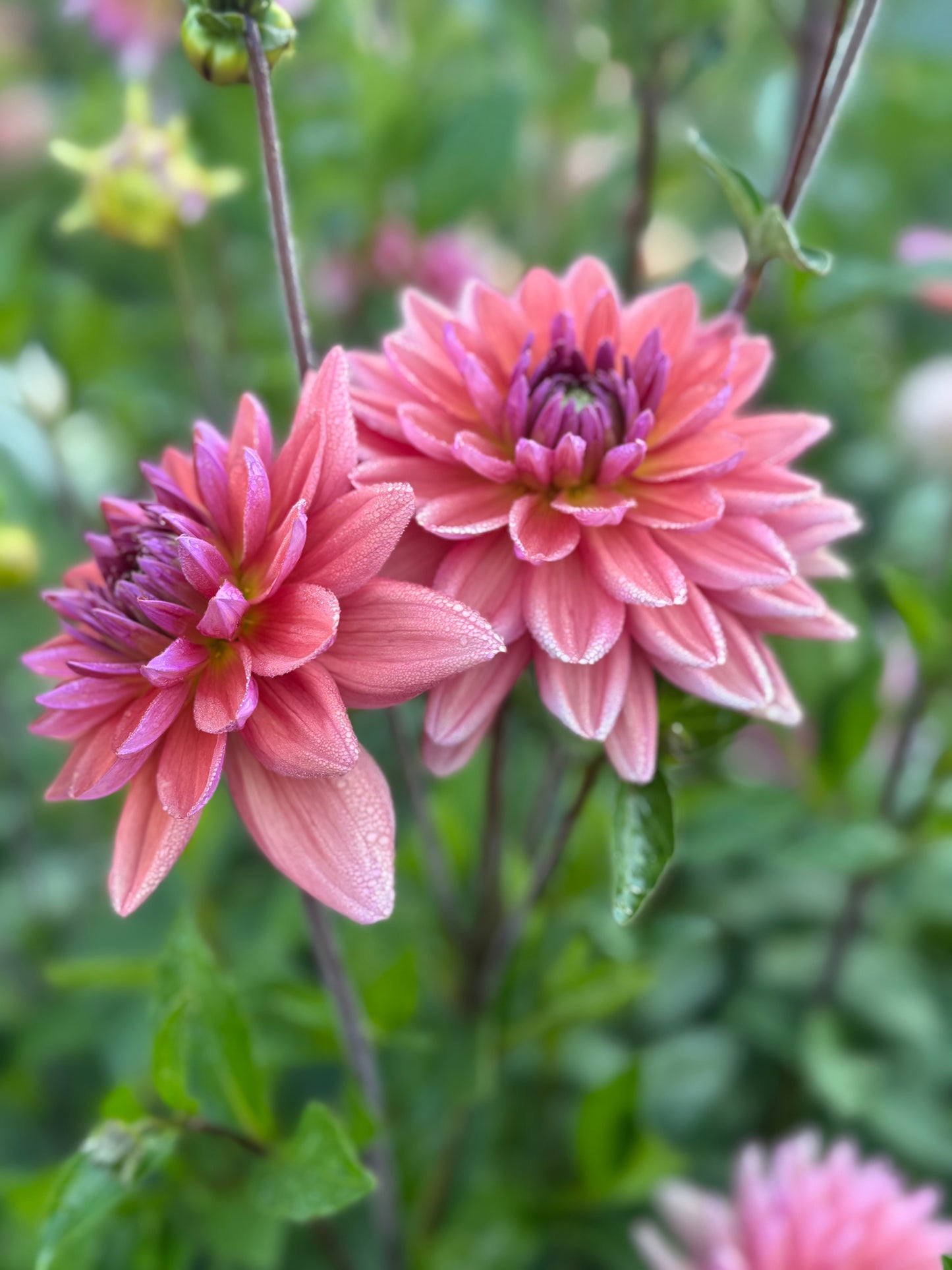 Dutch Pearl
