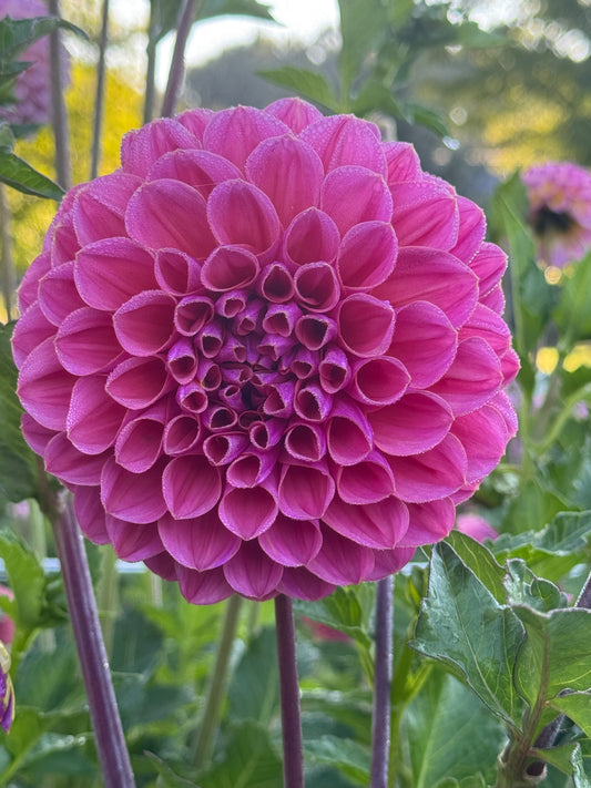 GC Pink Lemonade