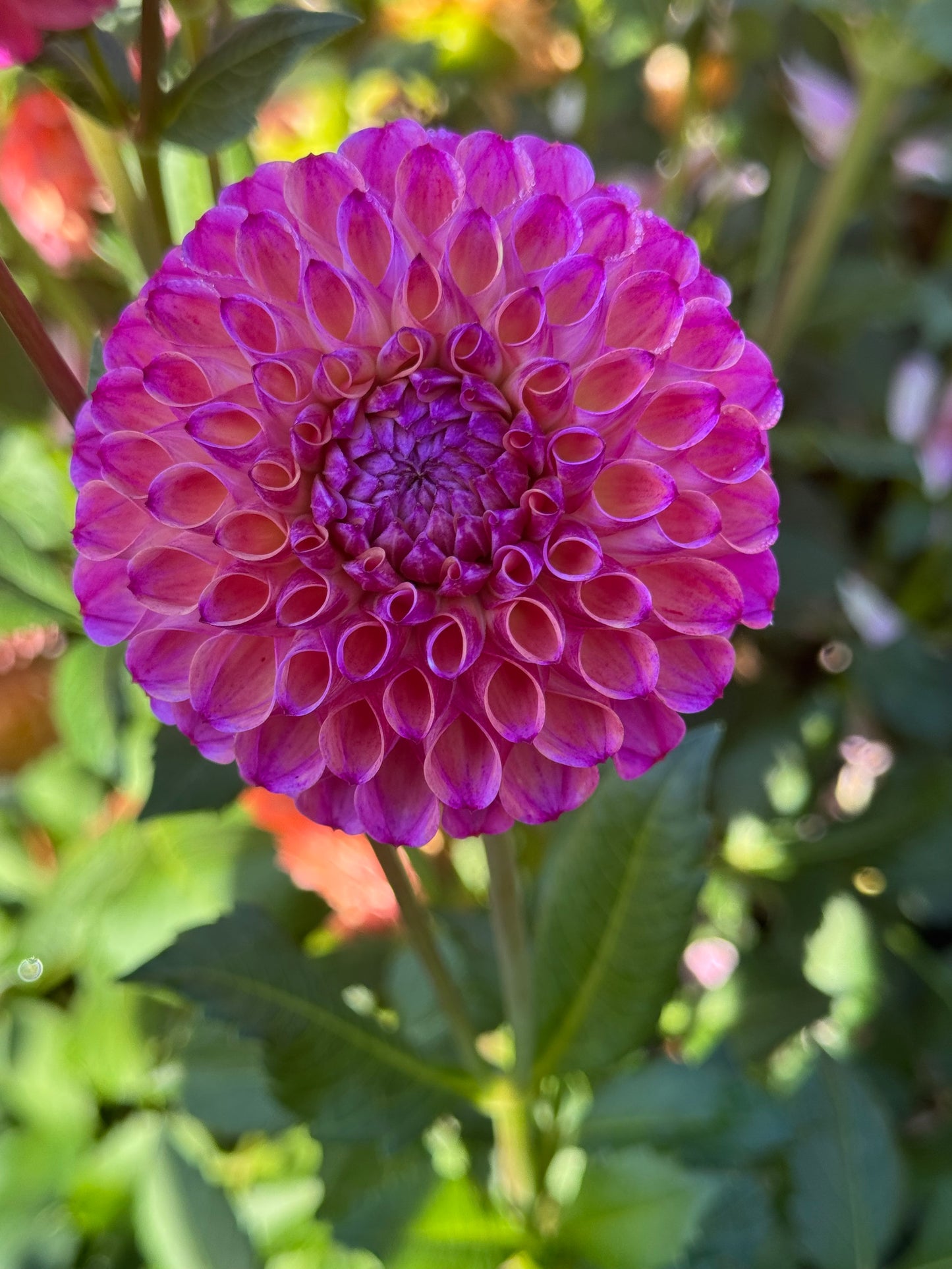 Hapet Coppery