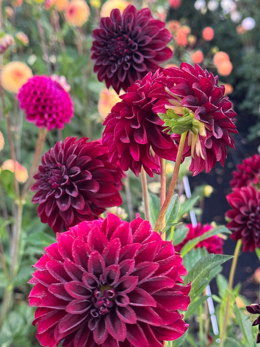 Fidalgo Blacky