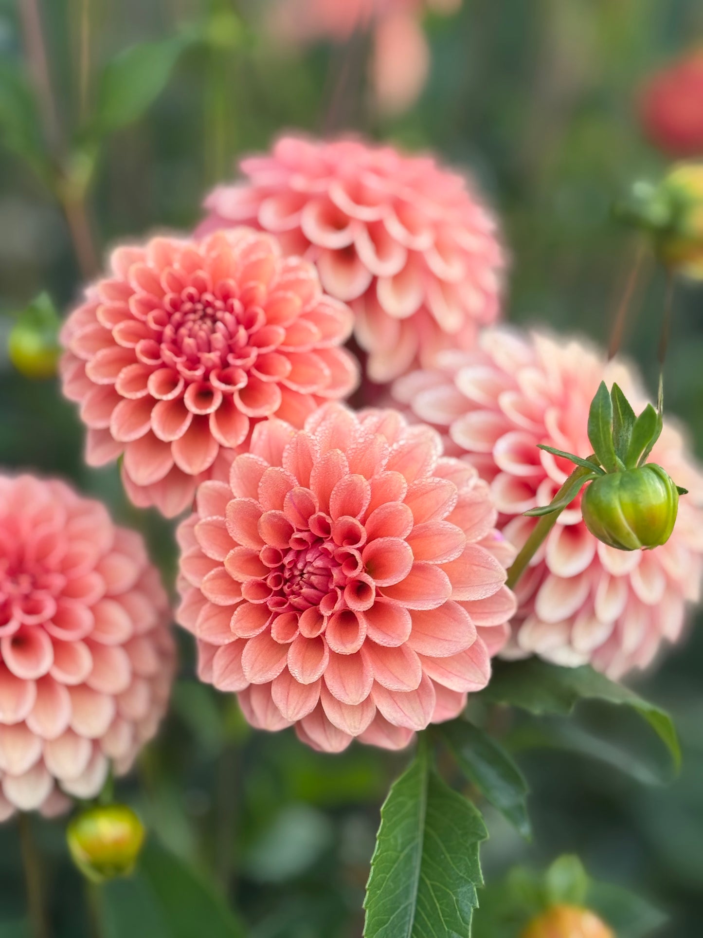 Rose Toscano (Second Quality)