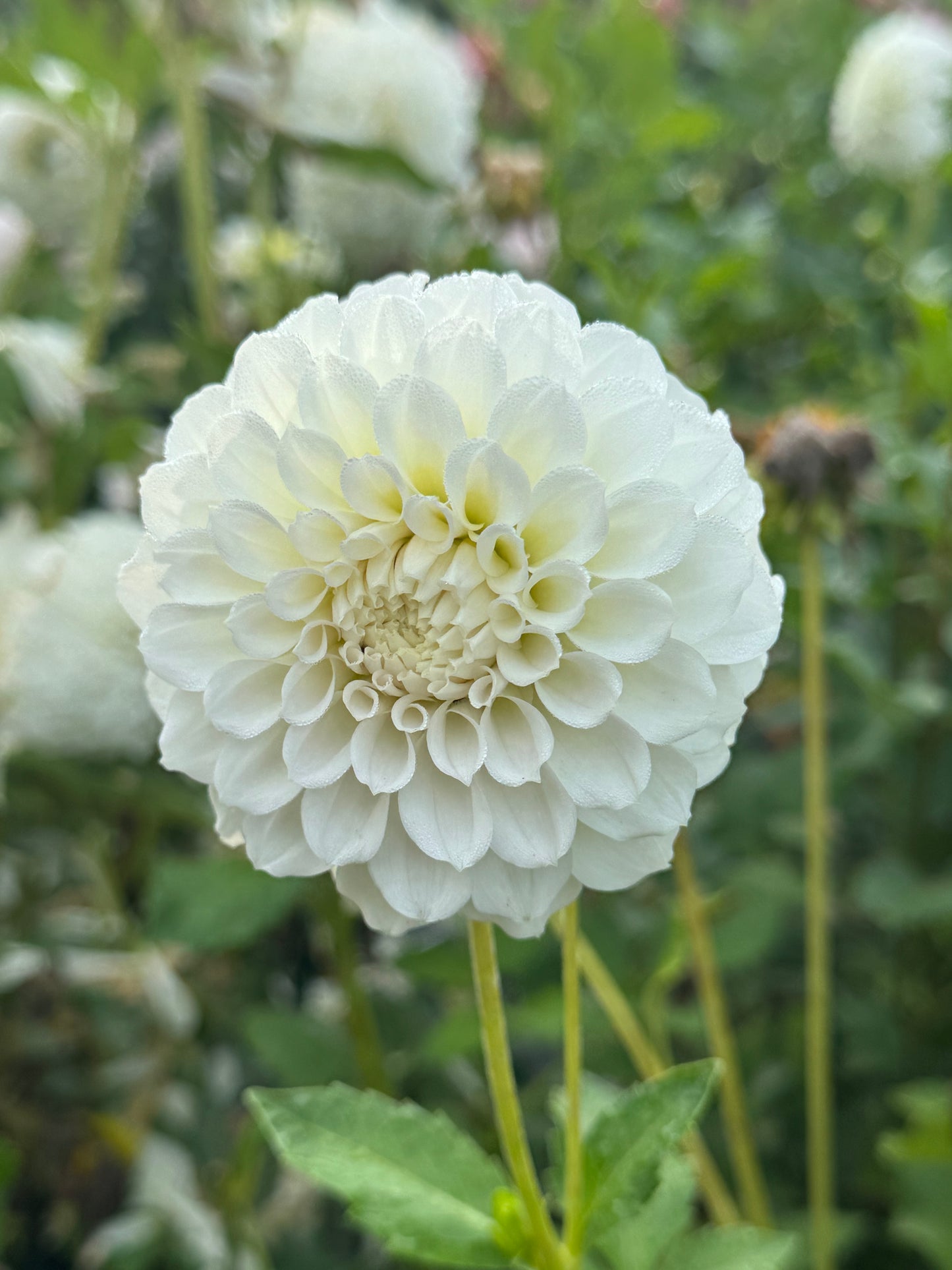Irish Ruffles (Second Quality)