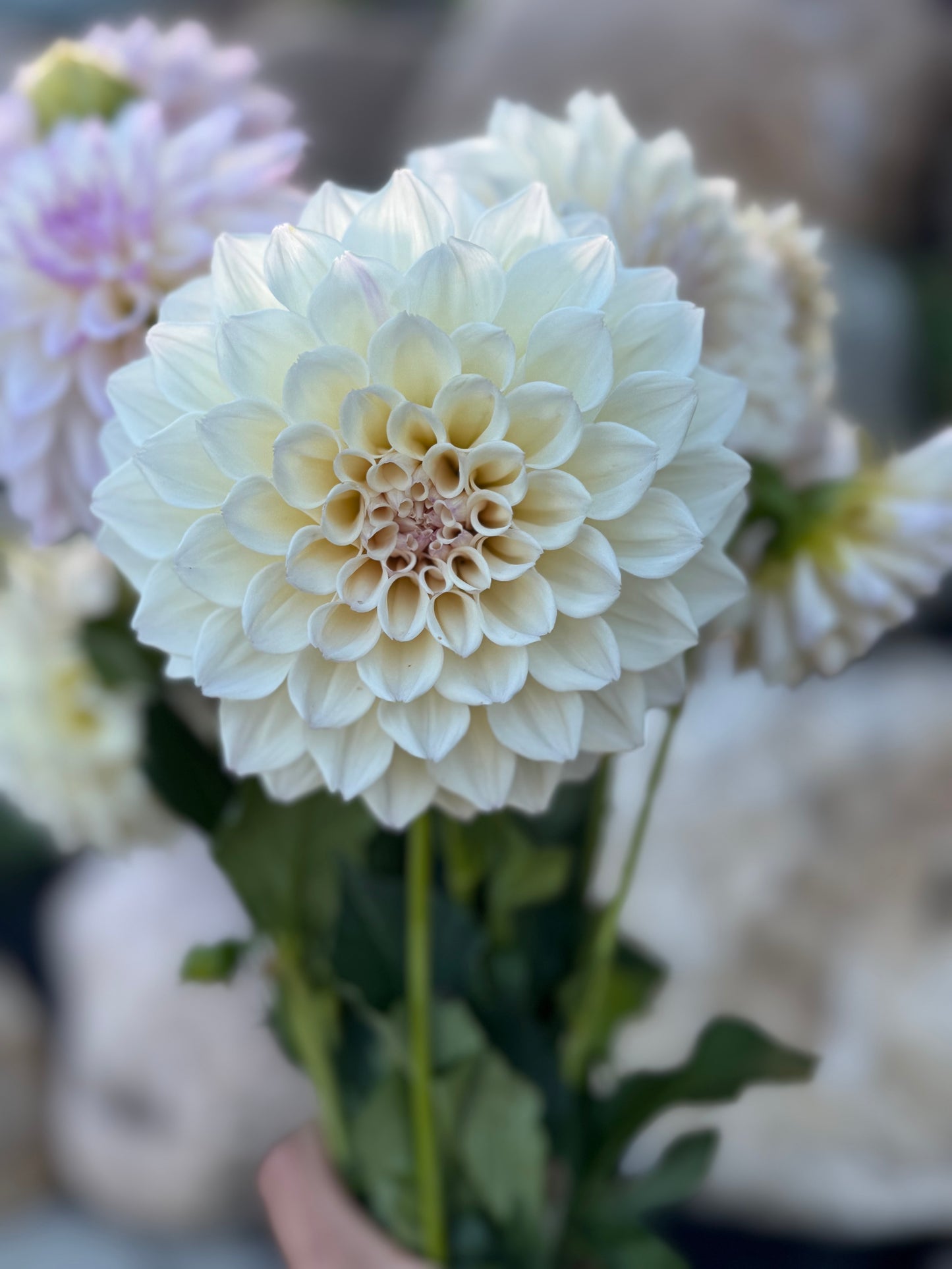 SC-PRL (Pearl)